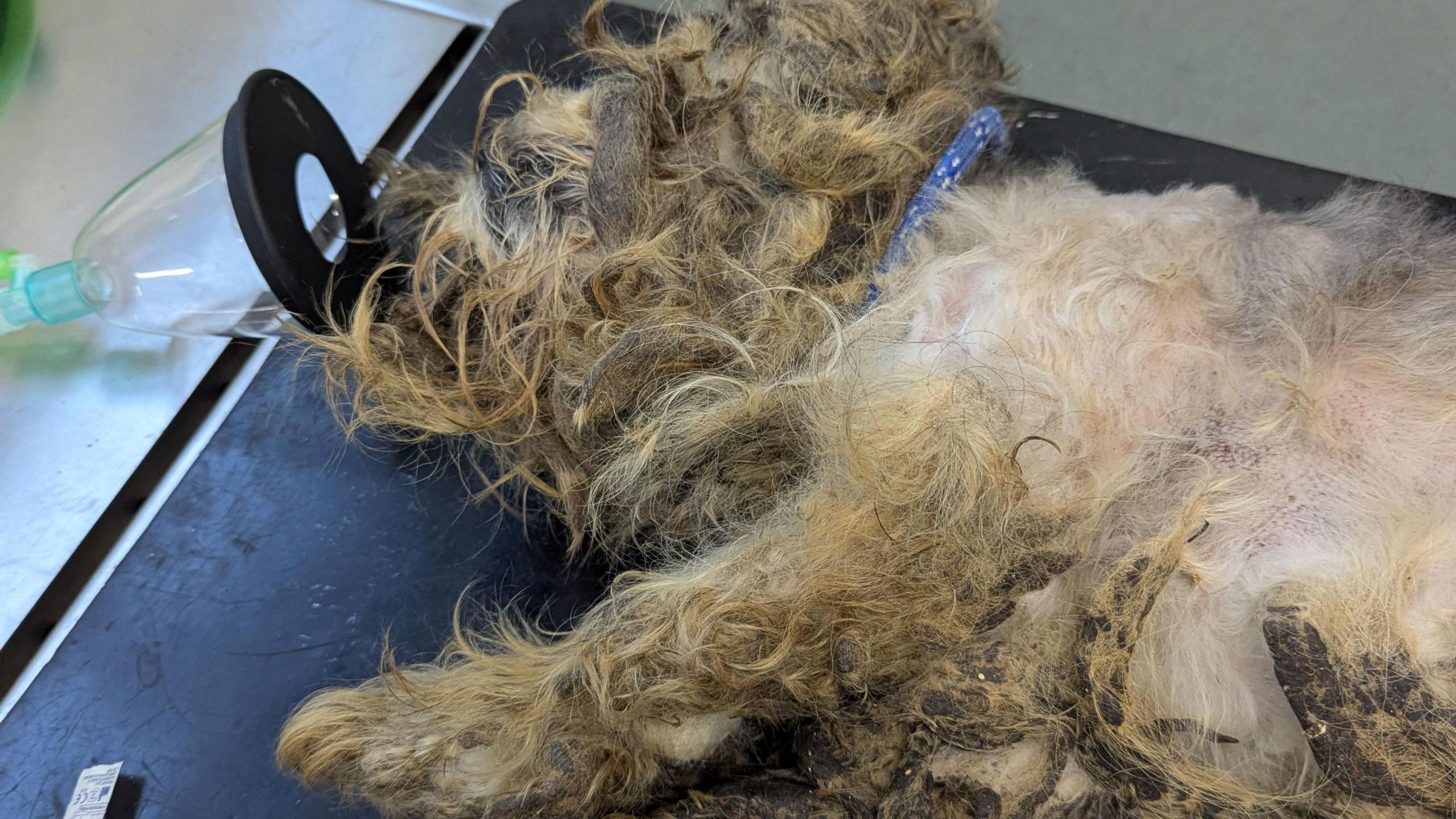 Dog with matted fur laid on a veterinary table with an oxygen mask.