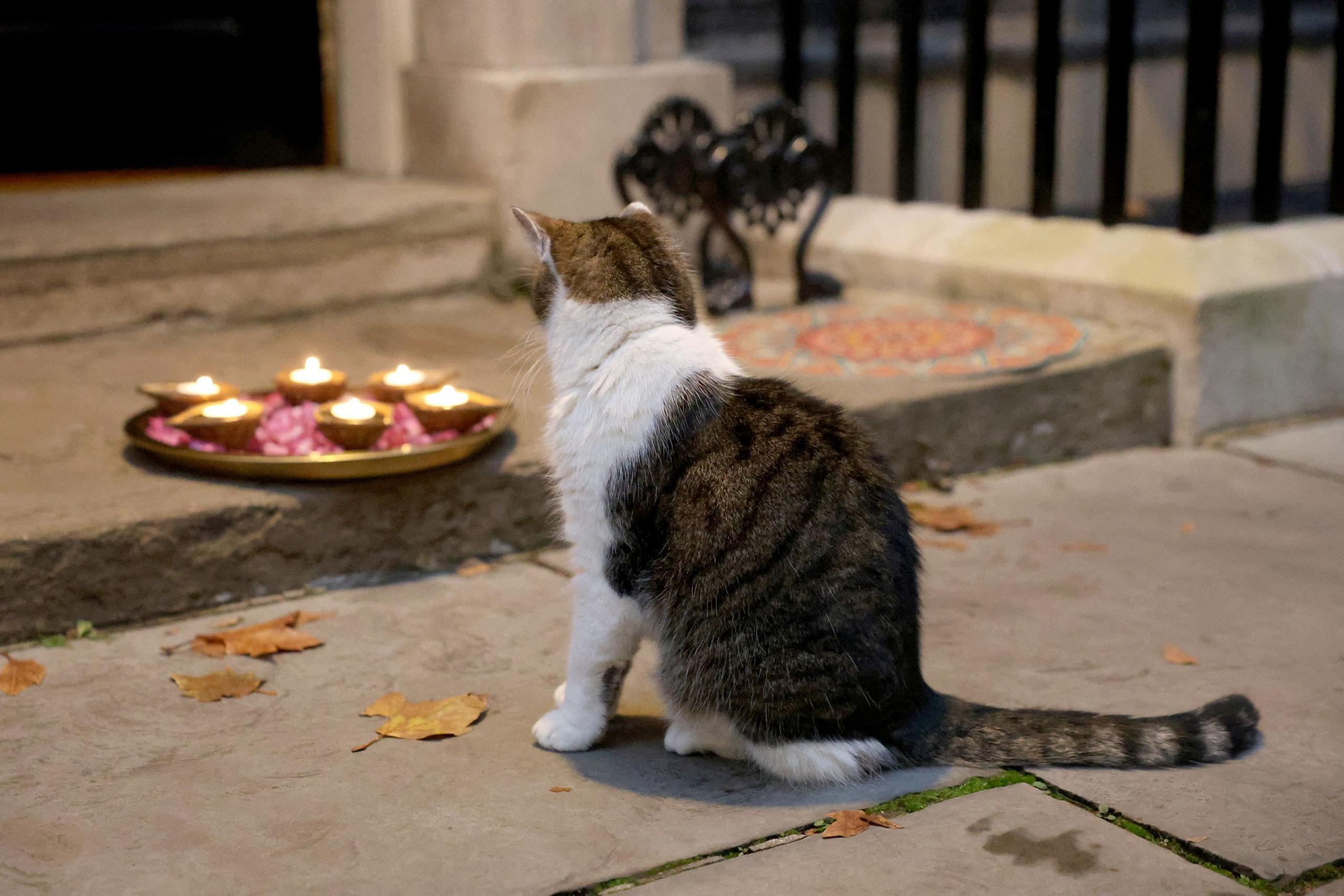 Larry the cat looks at candles at the doorstep of 10 Downing Street during a reception held by Britain's Prime Minister Keir Starmer