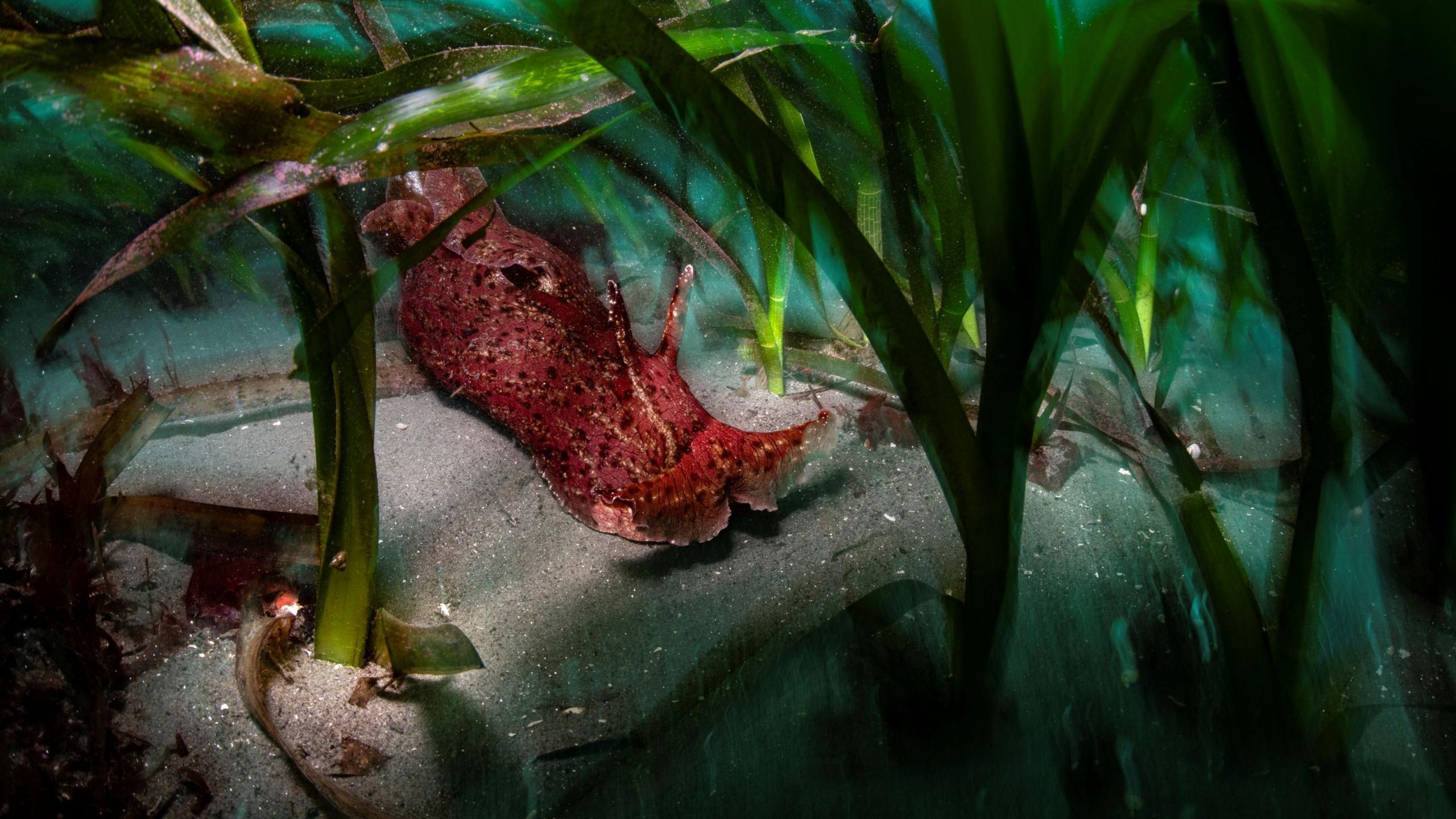 A sea hare gliding through an eelgrass meadow in Monterey Bay, California.