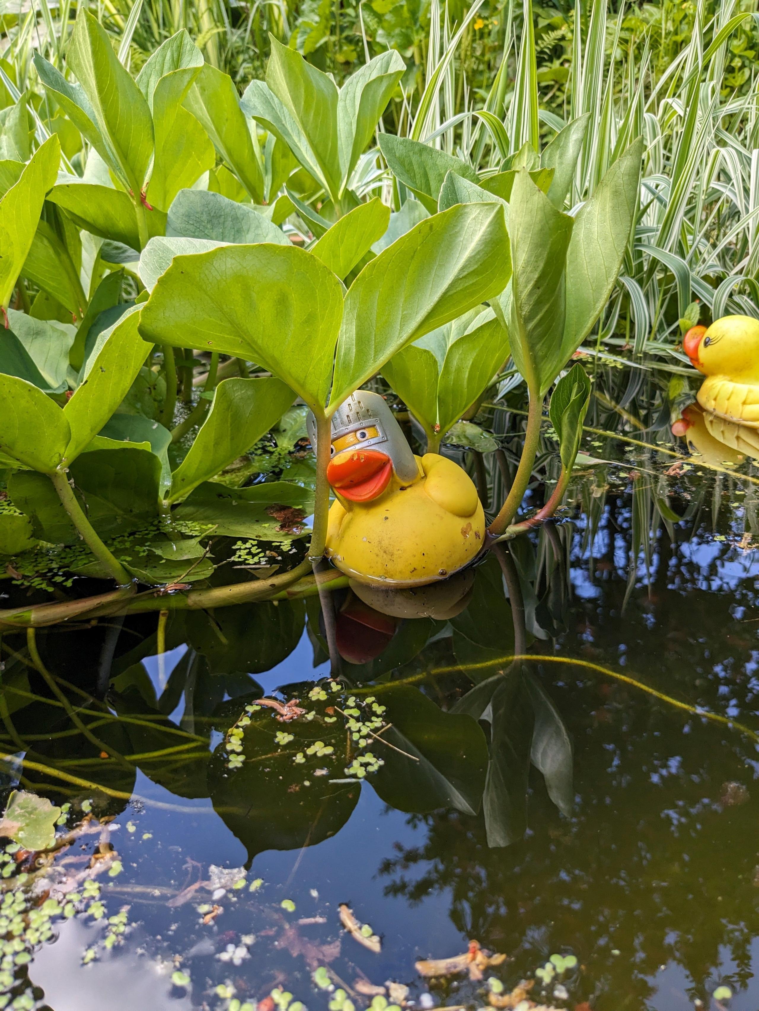 Branklyn Gardens in Perth