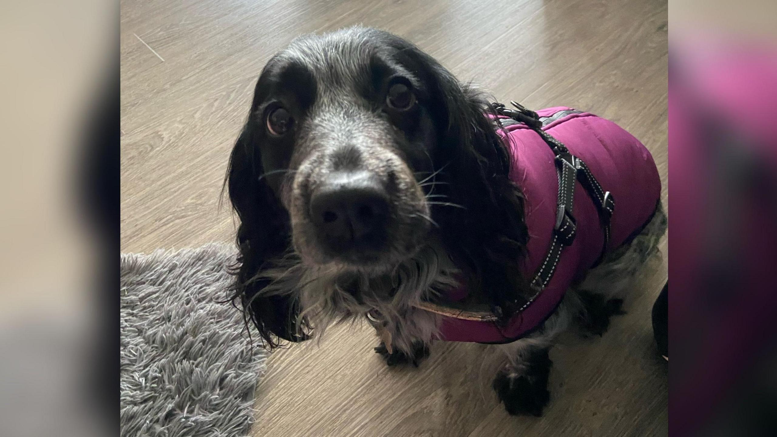 A dog which looks to be a Springer Spaniel cross, looking into the camera. It is wearing a purple coat.