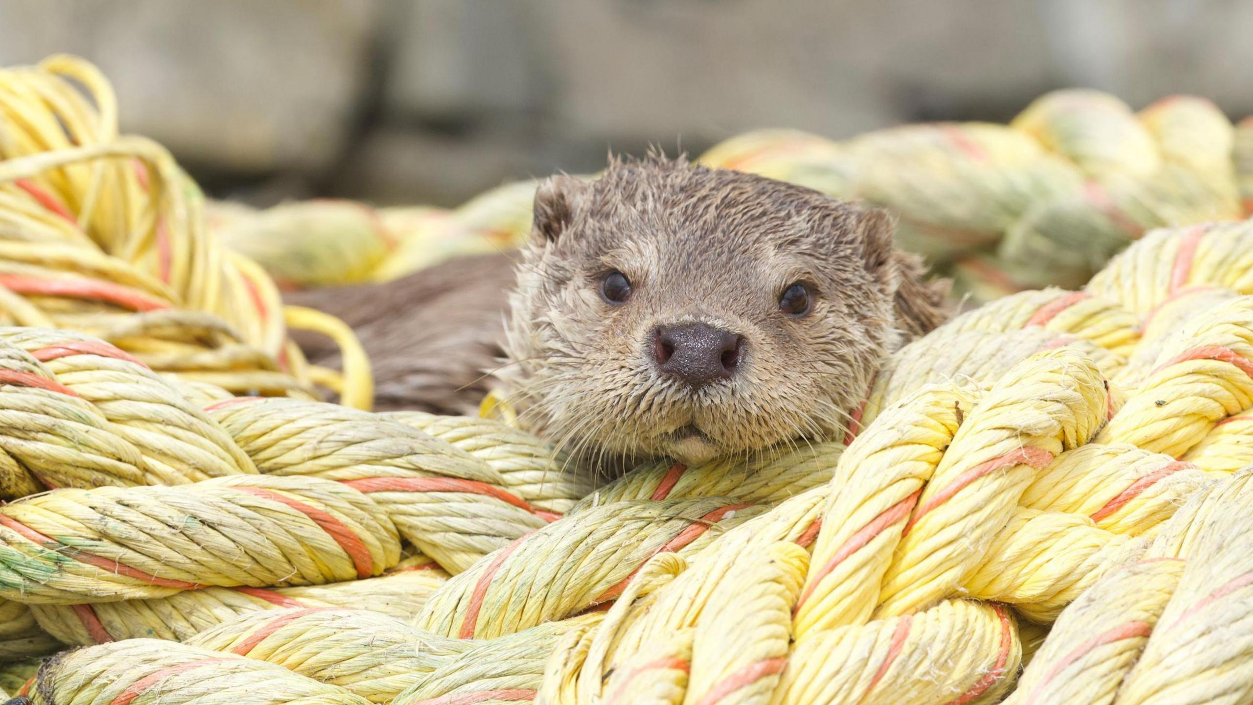 Molly the otter sitting on a pile of nautical yellow rope