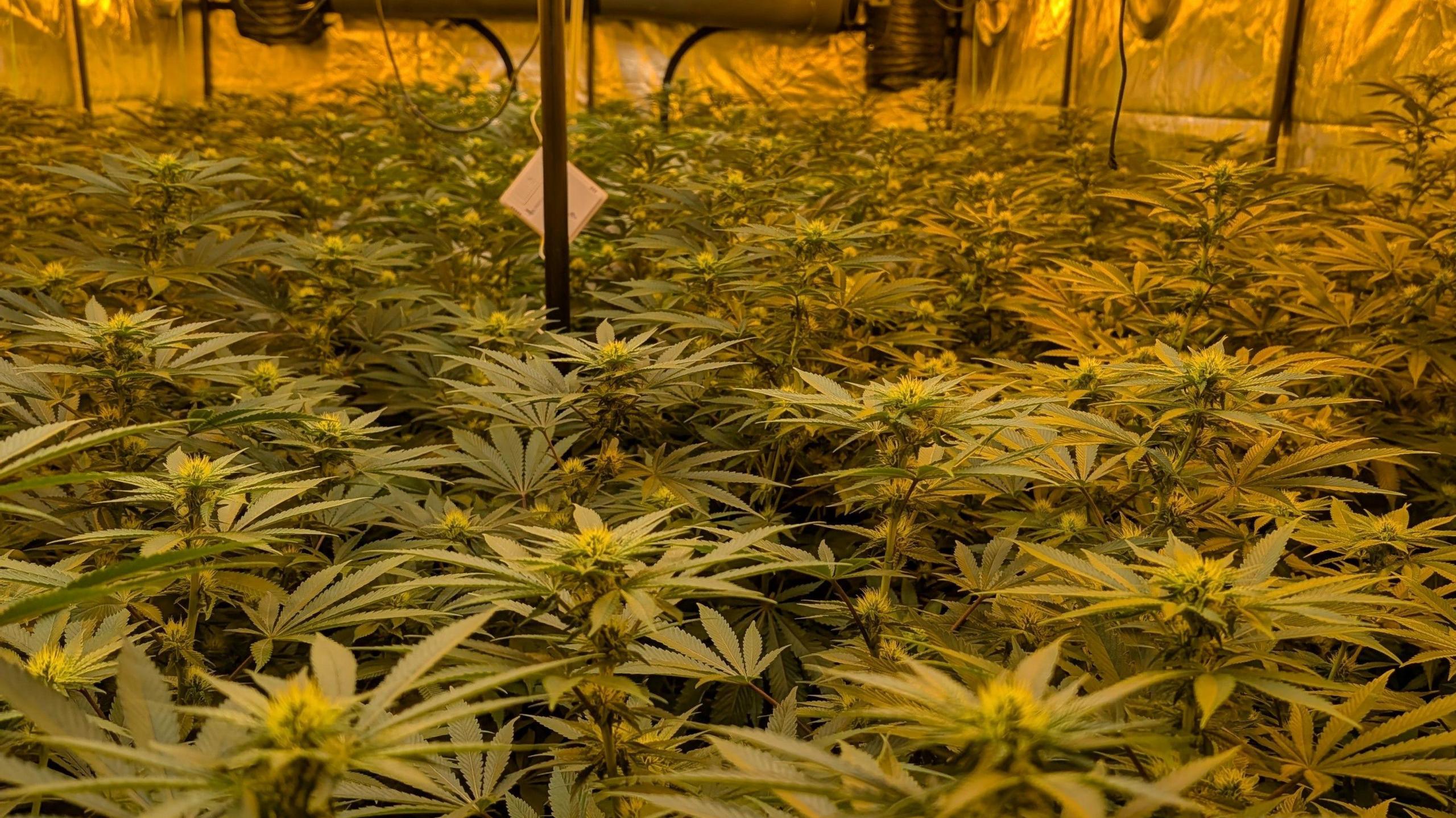 A large quantity of cannabis plants inside a large building. There is metal sheets on the wall, with lights and piping all around.