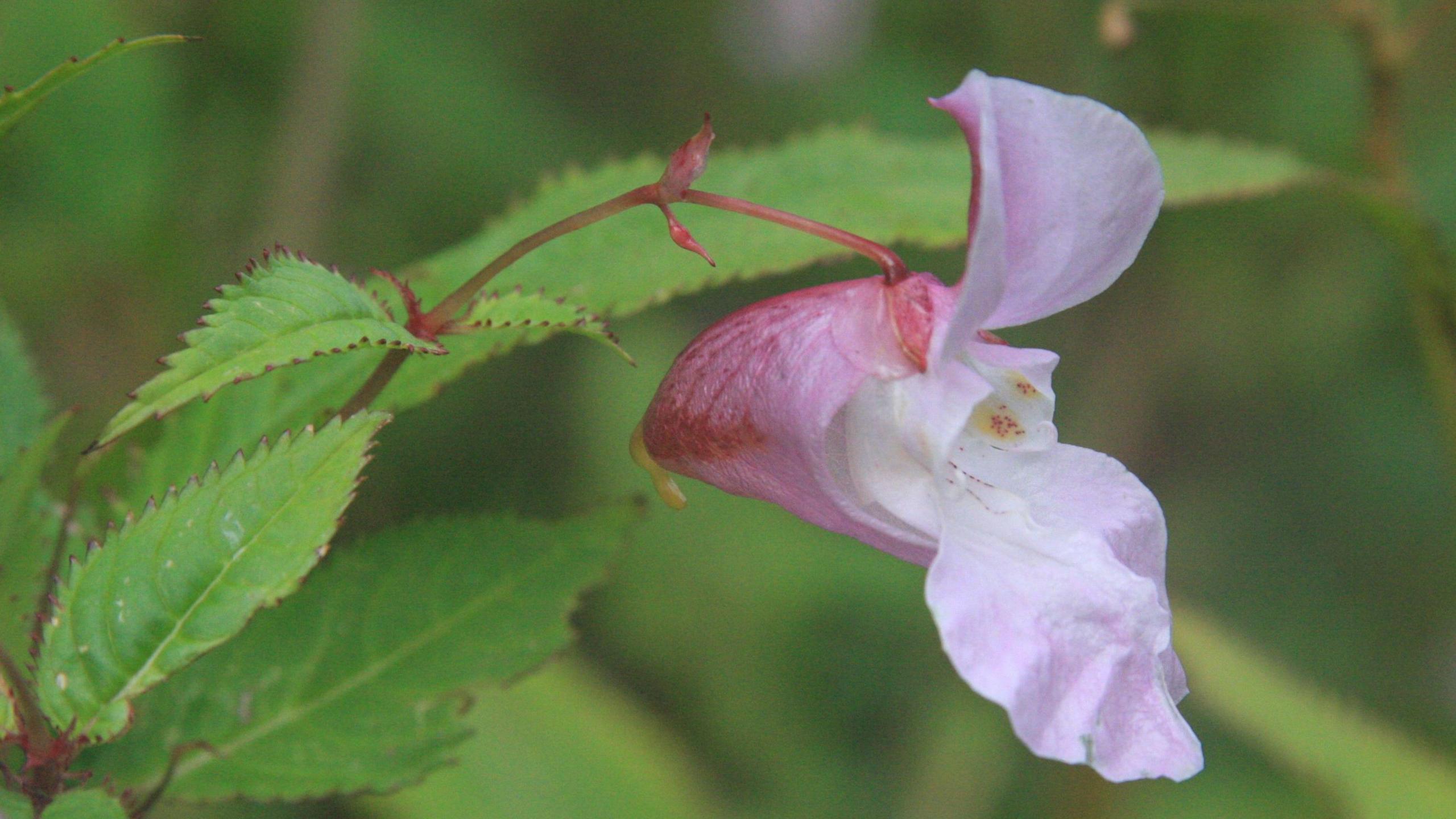 Himalayan balsam