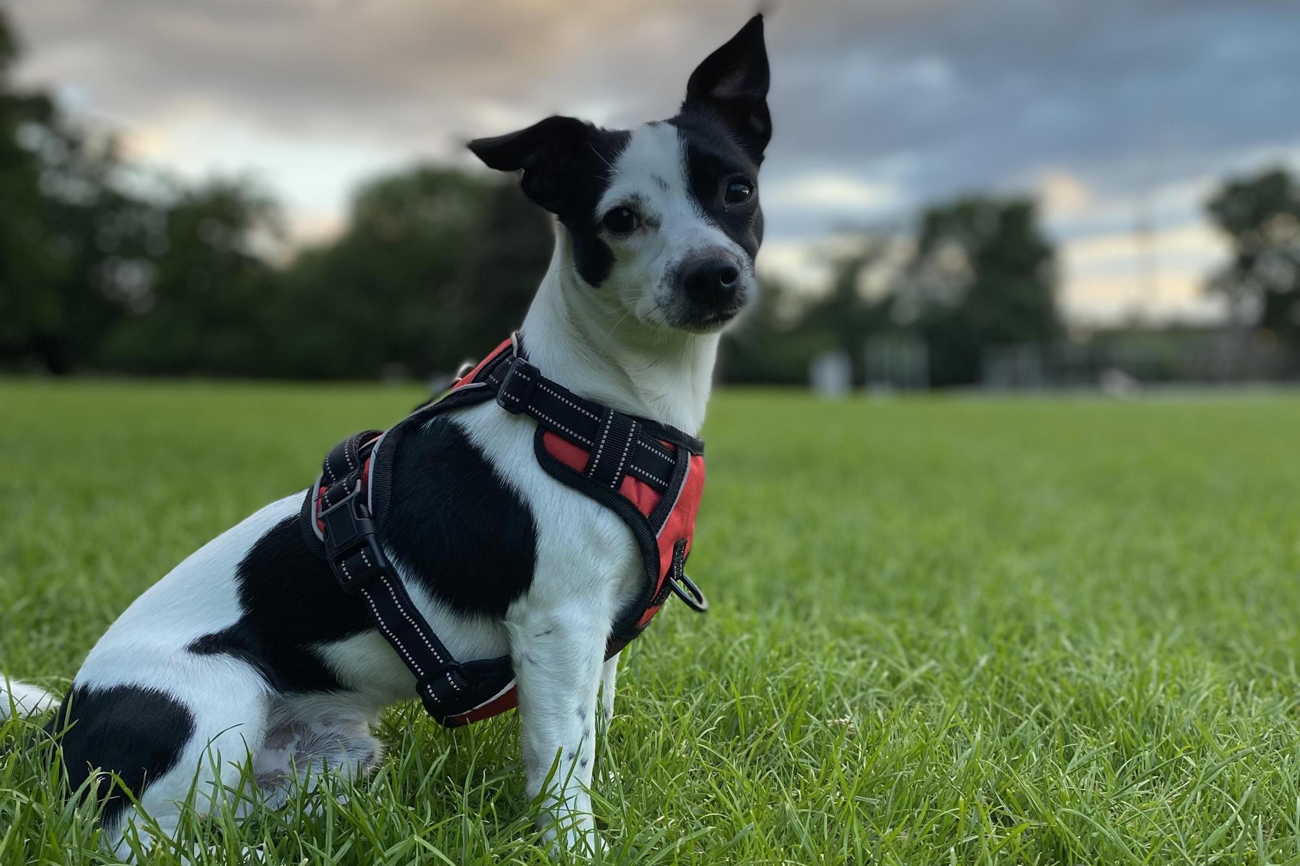 Rocky the dog in park