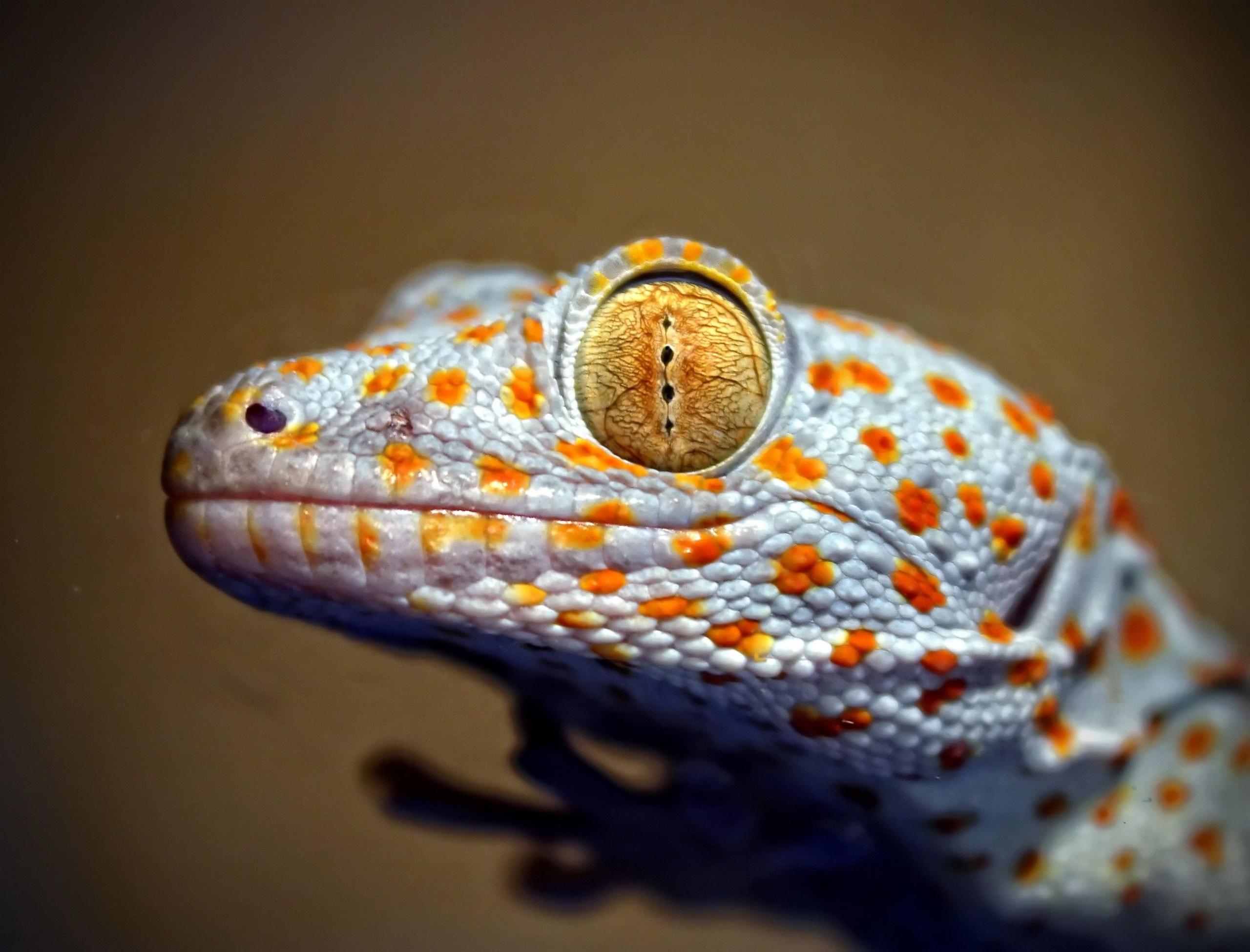 The head of a gecko seen in close up