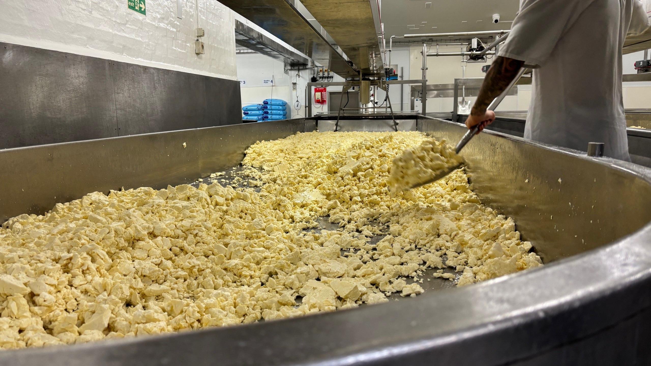 A worker, wearing white overalls, is shovelling dried curd around a metal table in a cheese dairy. 