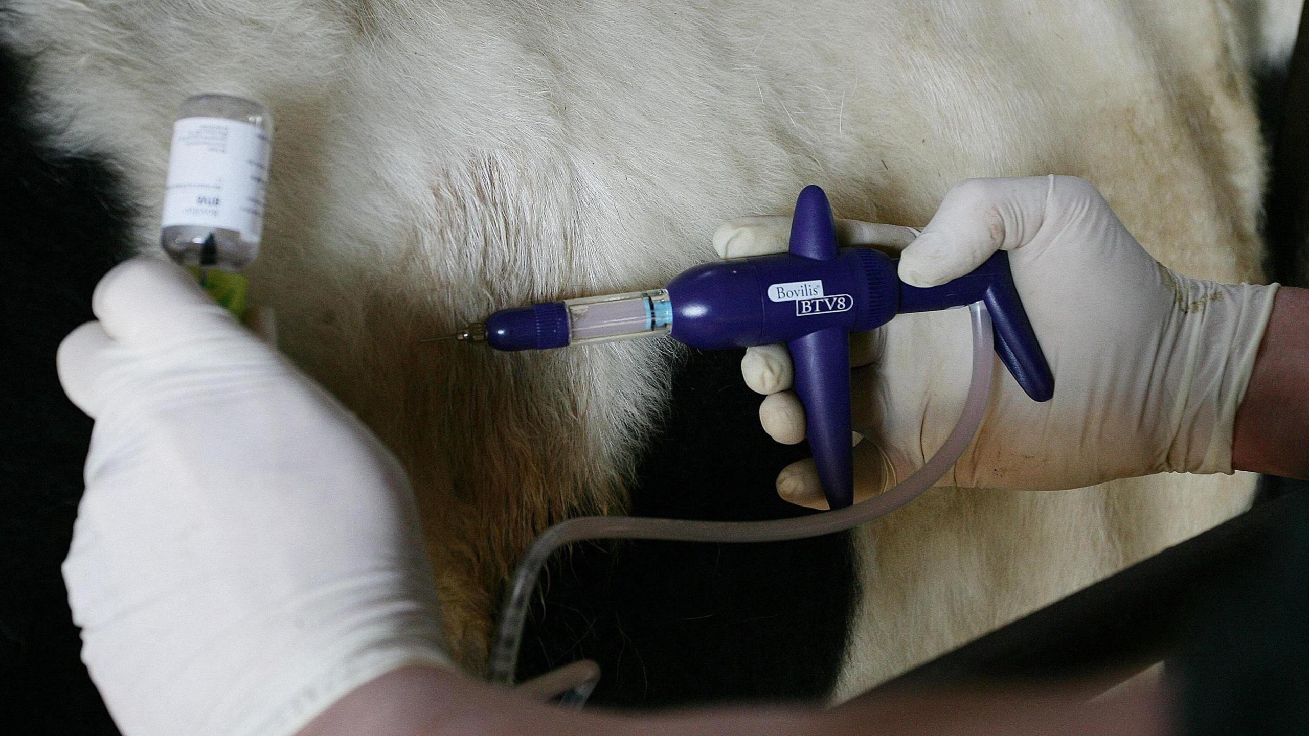 A close-up of a vet wearing latex gloves administering a bluetongue vaccine to a white cow.