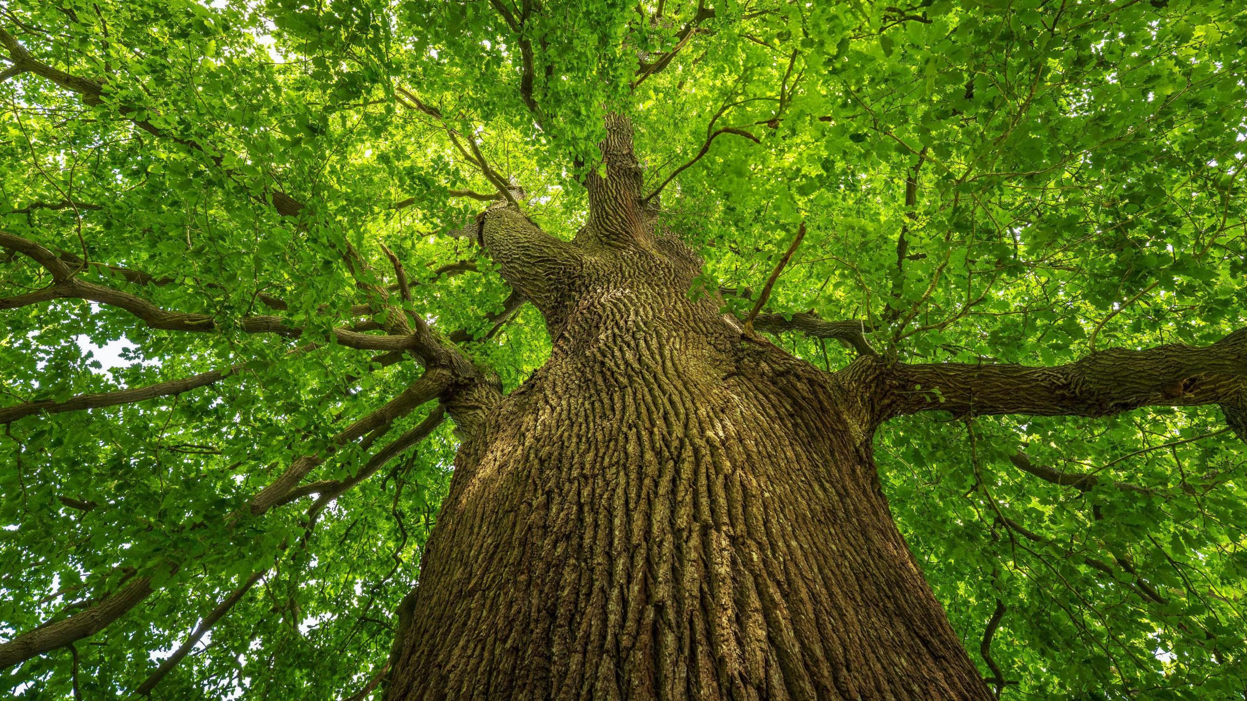 A colour photograph showing a large oak tree, taken from the ground and looking up the trunk