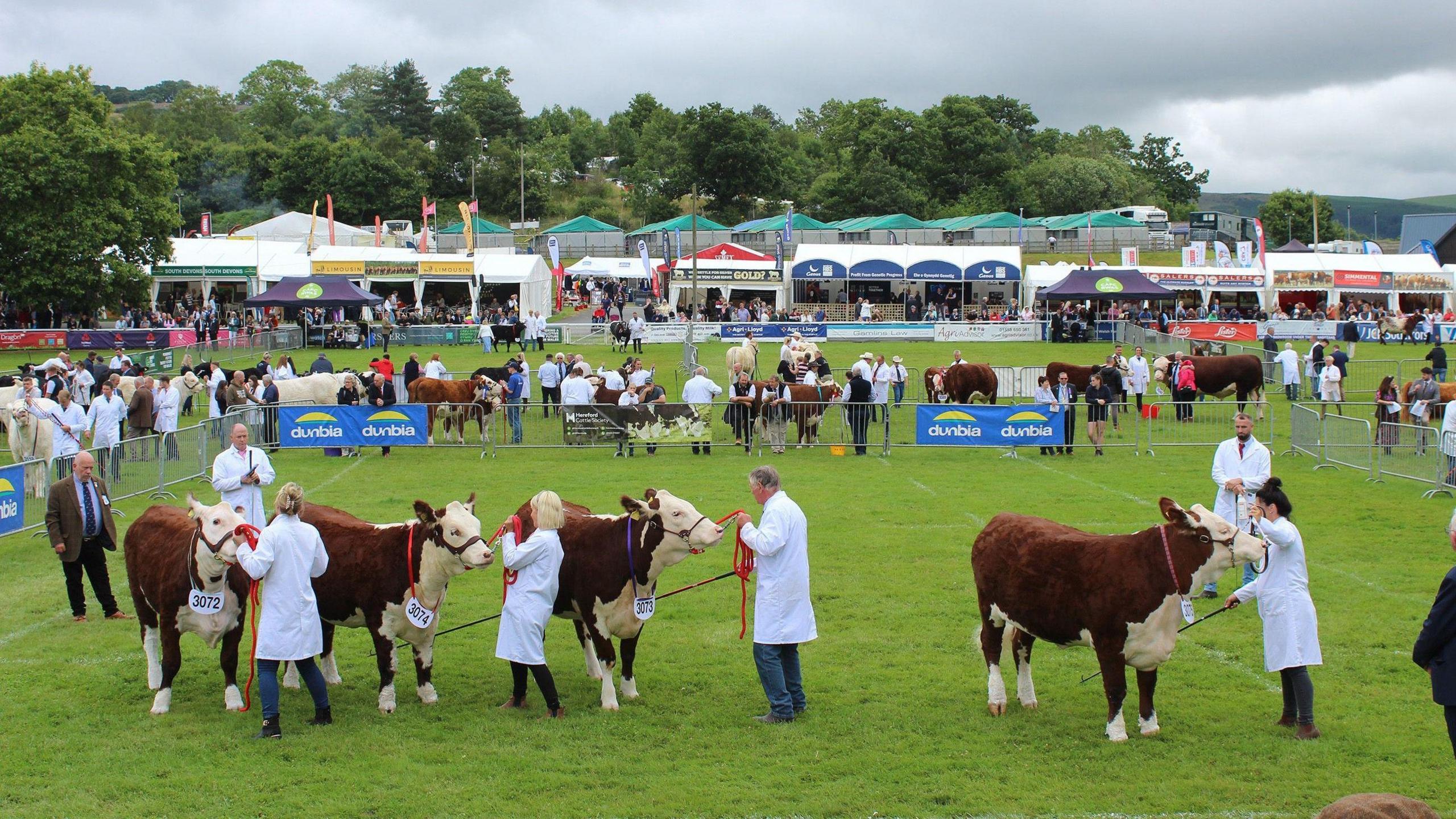 Gwartheg yn y Sioe Fawr yn 2025