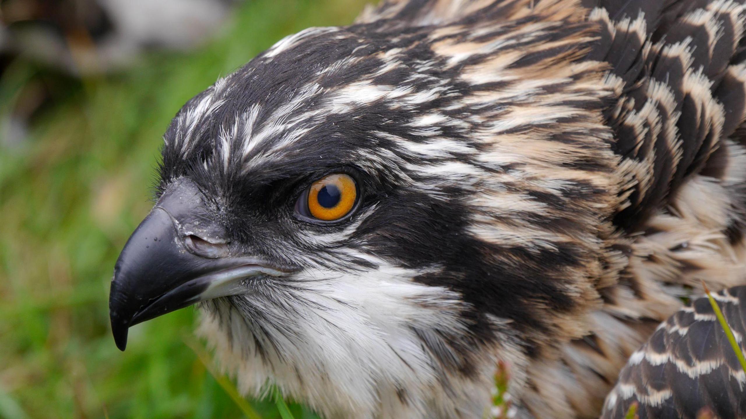 Osprey