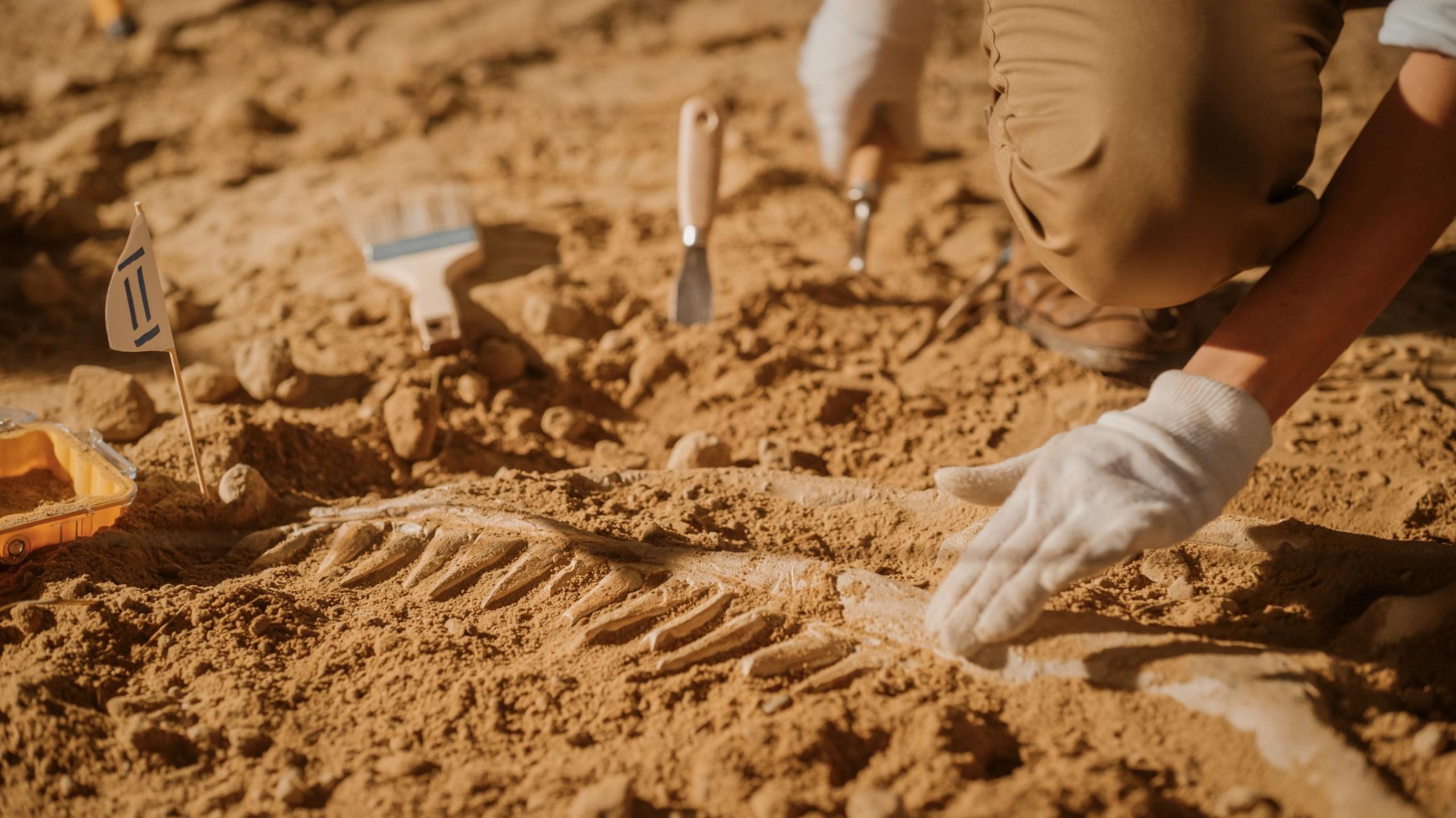 Paleontologist Cleaning Tyrannosaurus Dinosaur Skeleton with Brushes.