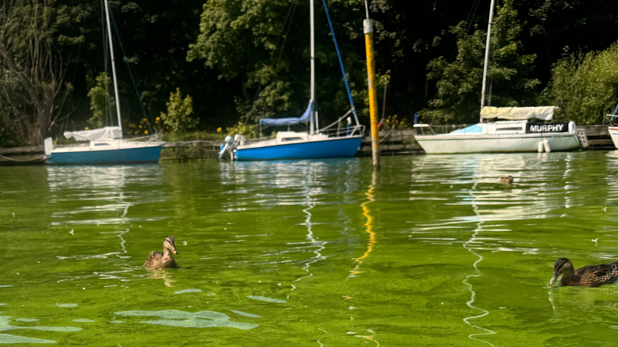 Three ducks floating in Lough Neagh, which has turned green. There are several boats in the background