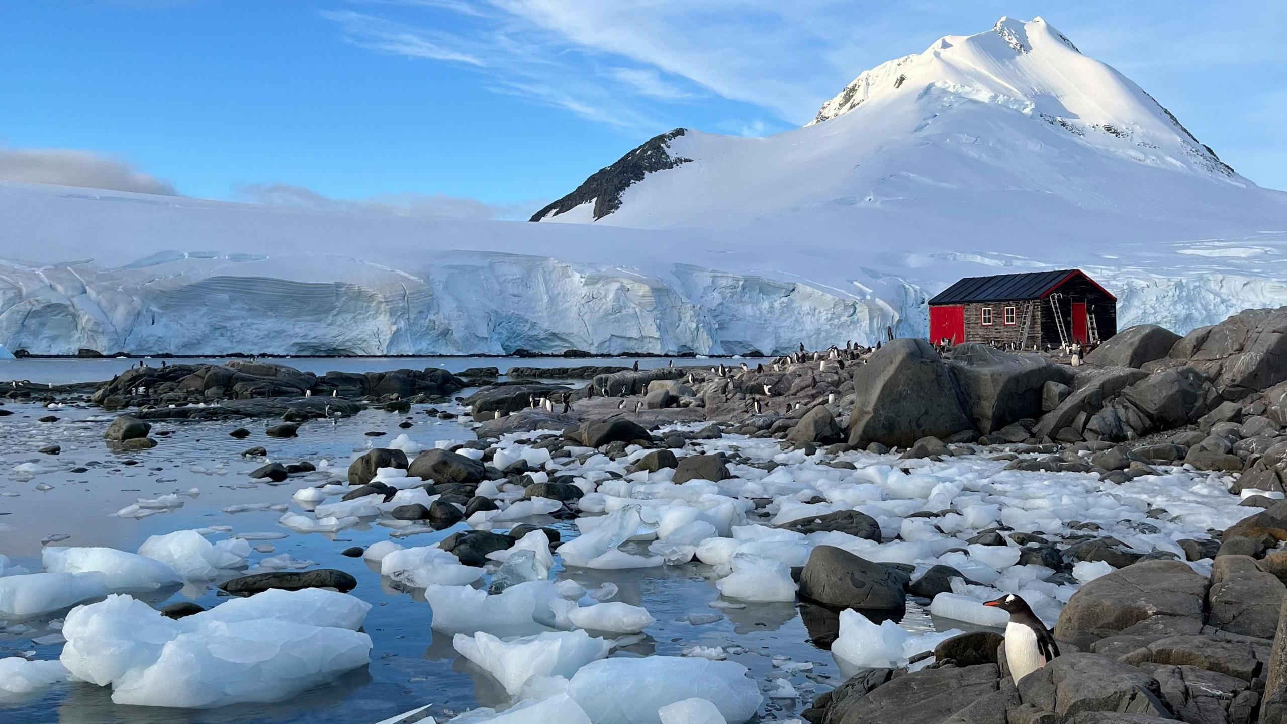 Pengiuns in the distance standing on rocks in Port Lockroy, Antarctica