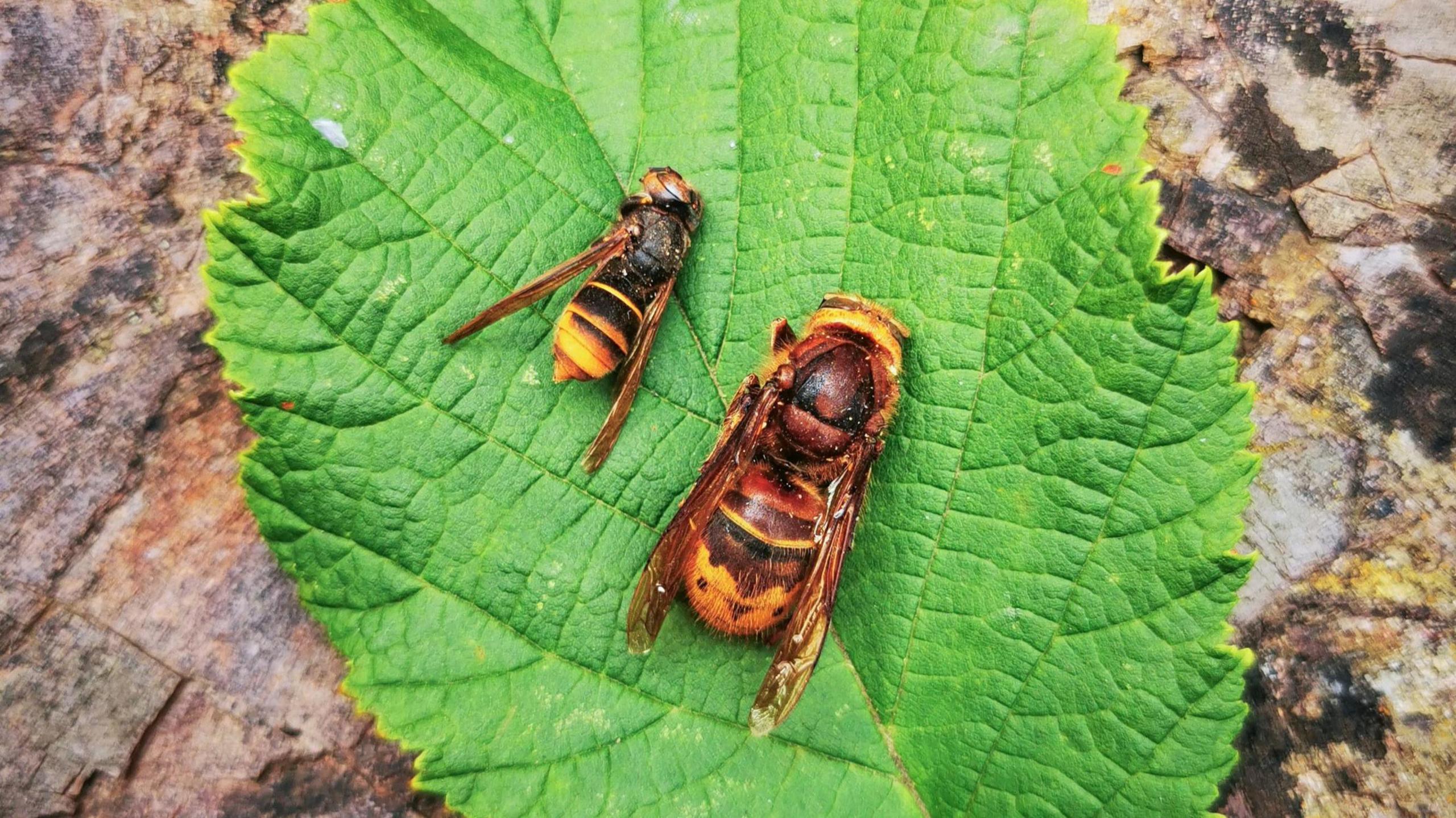 Two Asian hornets on a leaf