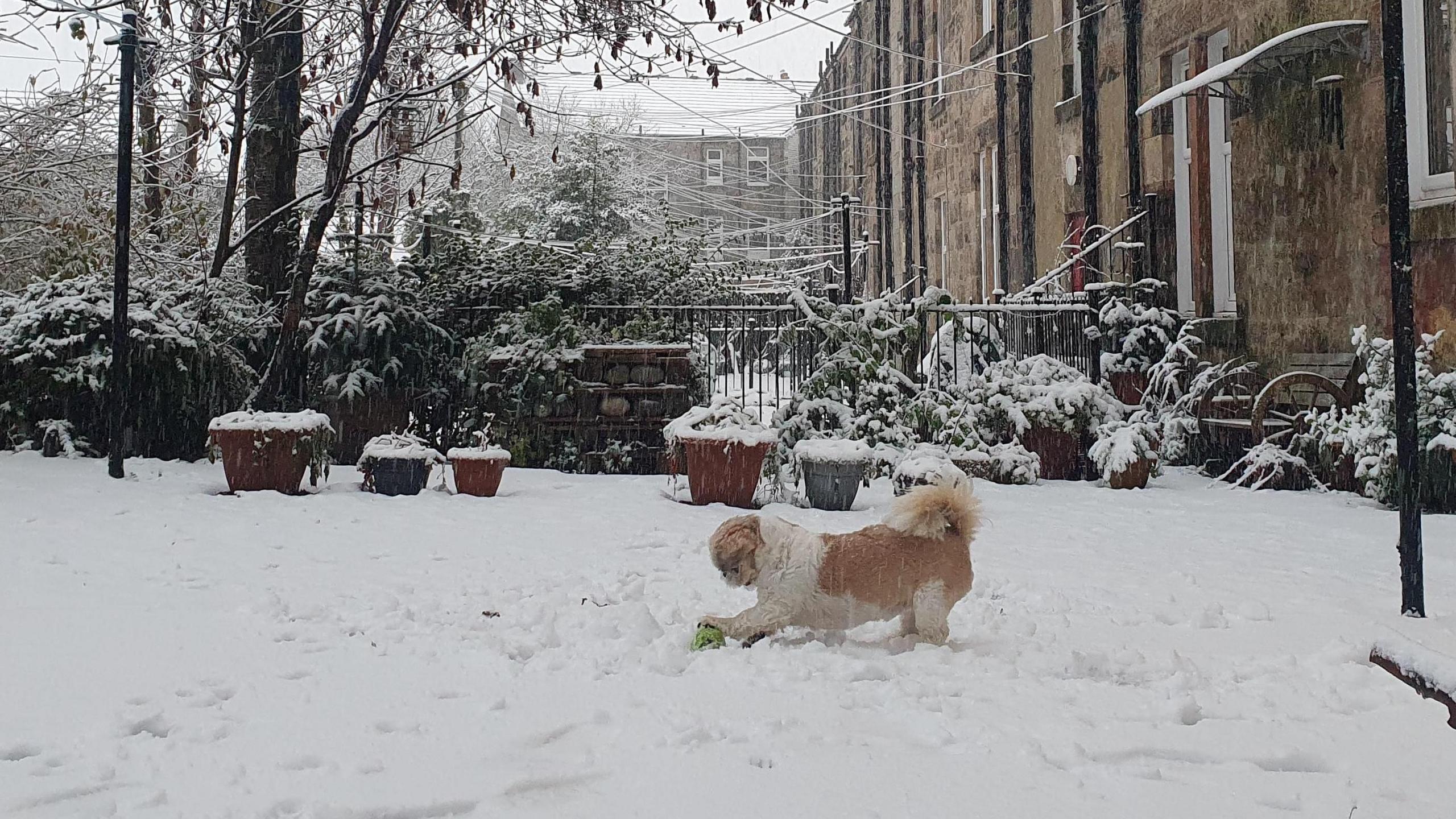 A brown dog plays in snow in Barrhead, East Renfrewshire