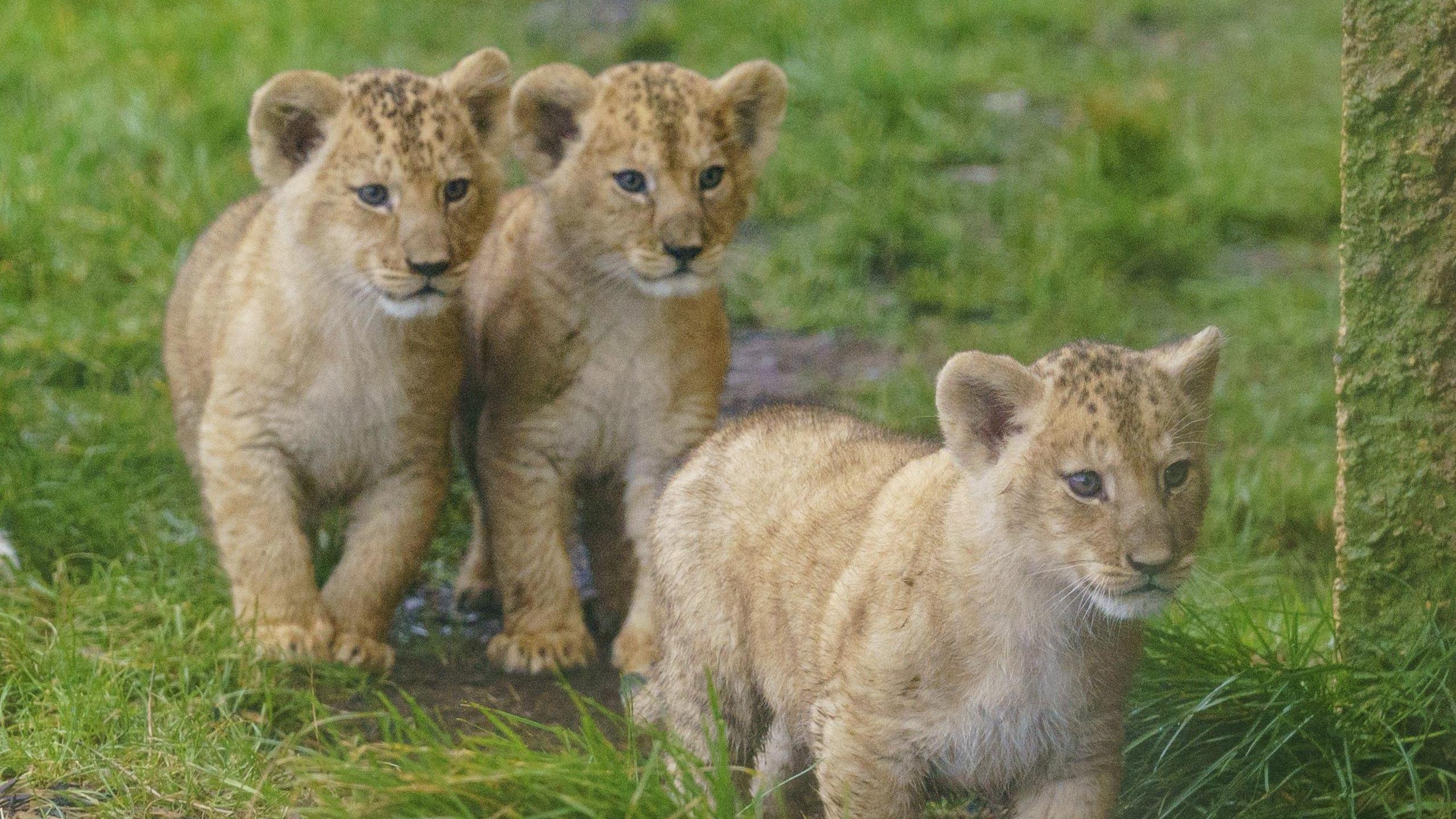 Three lion cubs chasing something on a grassy paddock in a zoo.