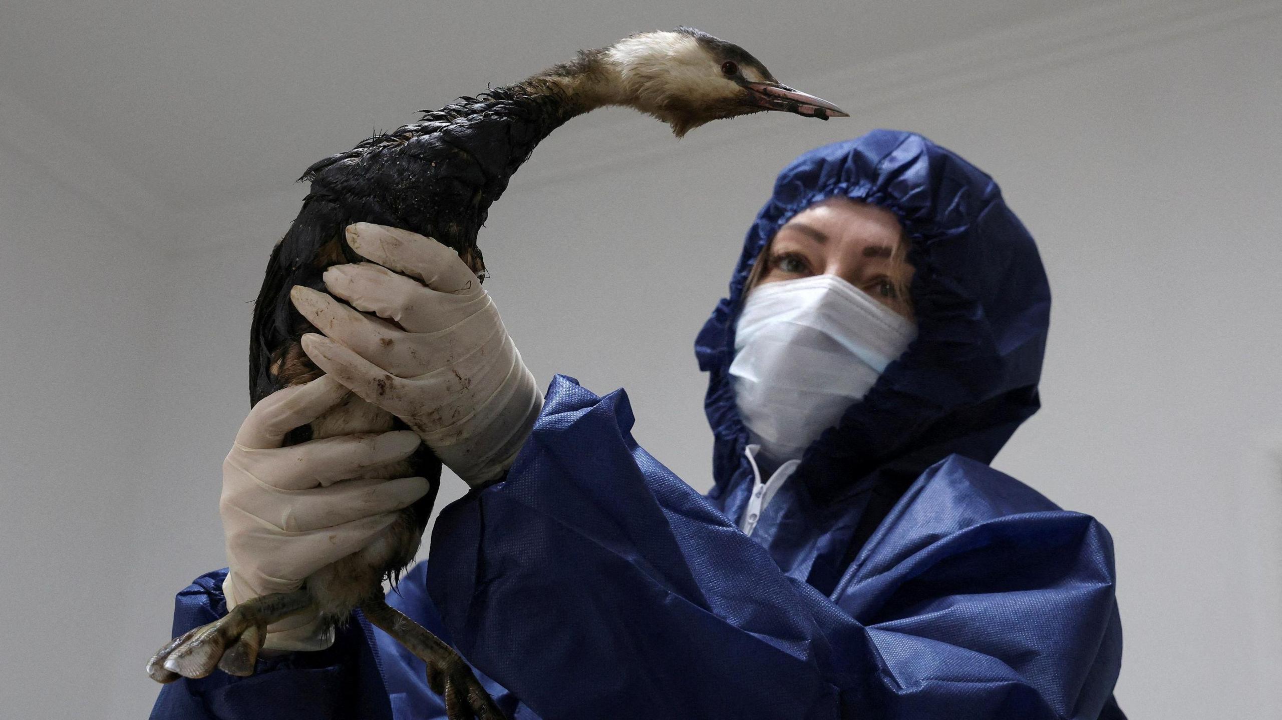 A volunteer cleans up a bird from oil following a recent incident involving two tankers damaged in a storm in the Kerch Strait. She is wearing overalls and holding a bird, which is covered in oil.