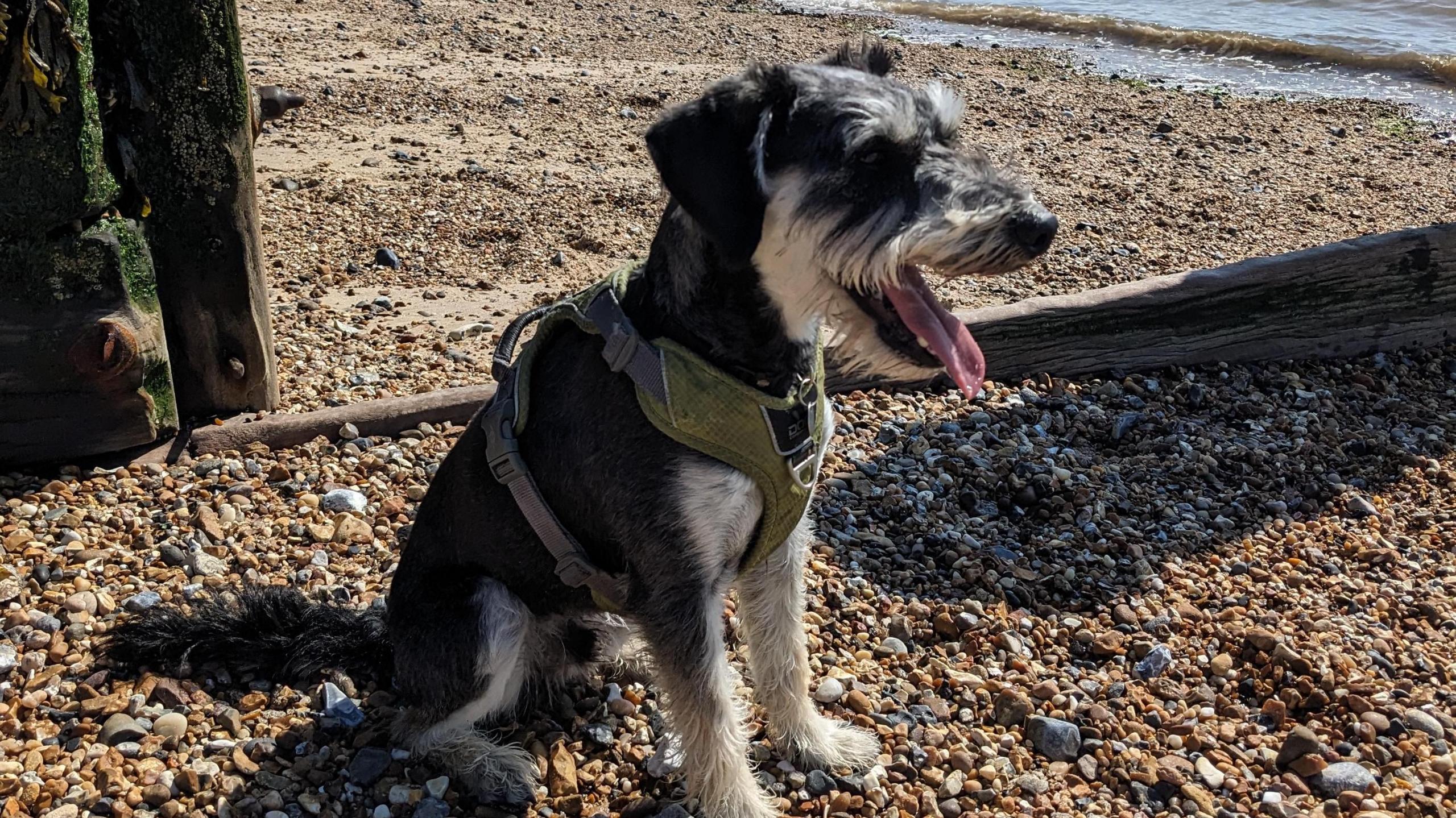 Dog on the beach in Essex