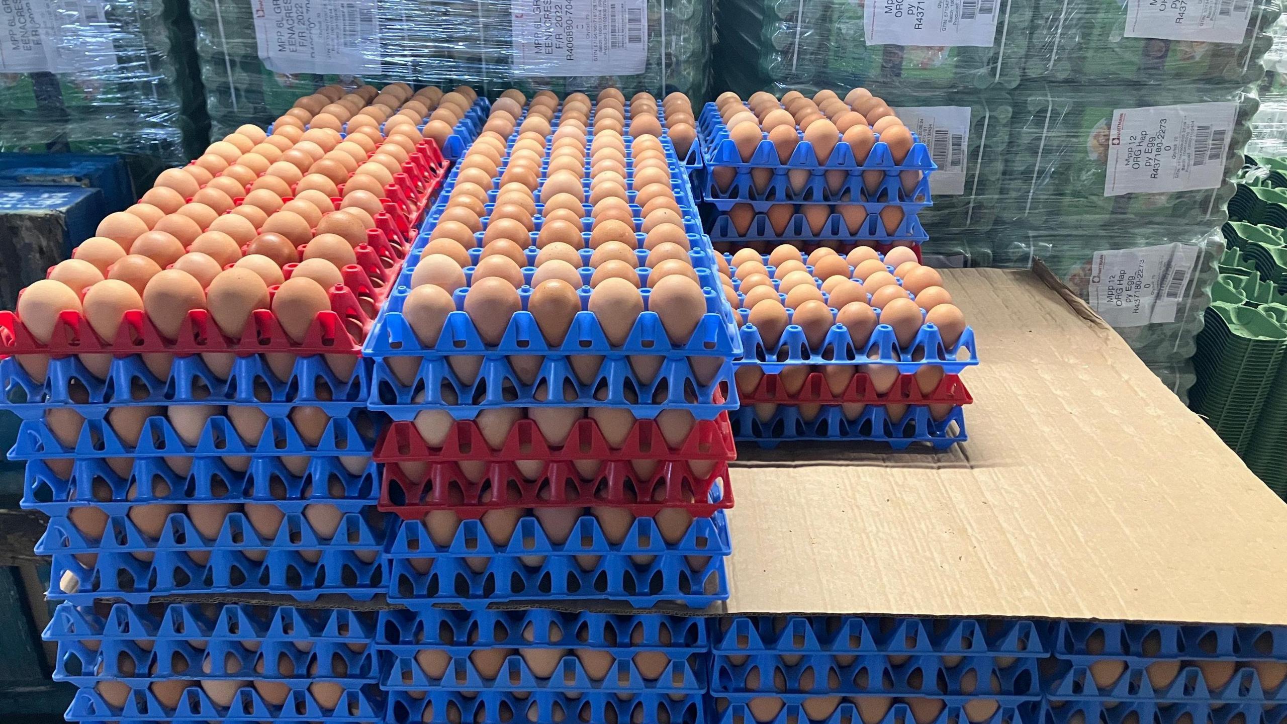 Hundreds of eggs ready to be packaged, stacked on top of one another in plastic trays. 