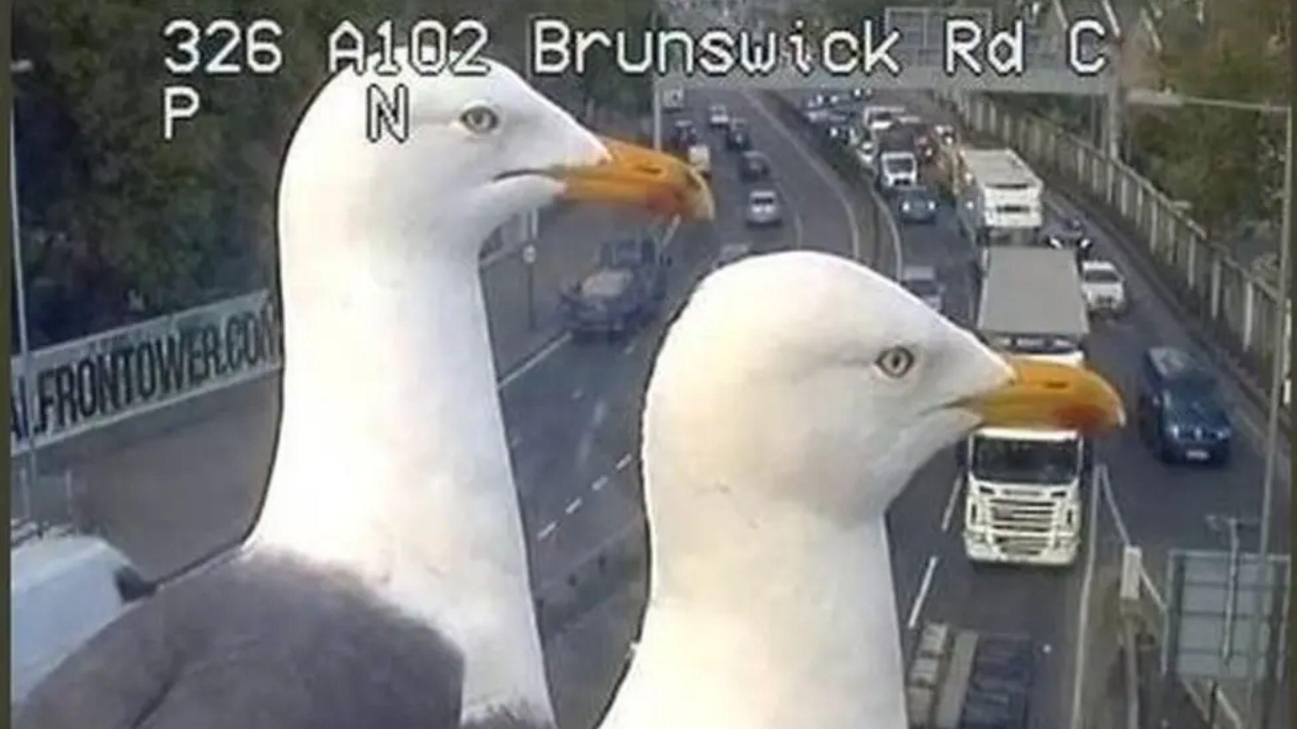 Traffic officers in London had two seagulls block the traffic cameras on the A102.