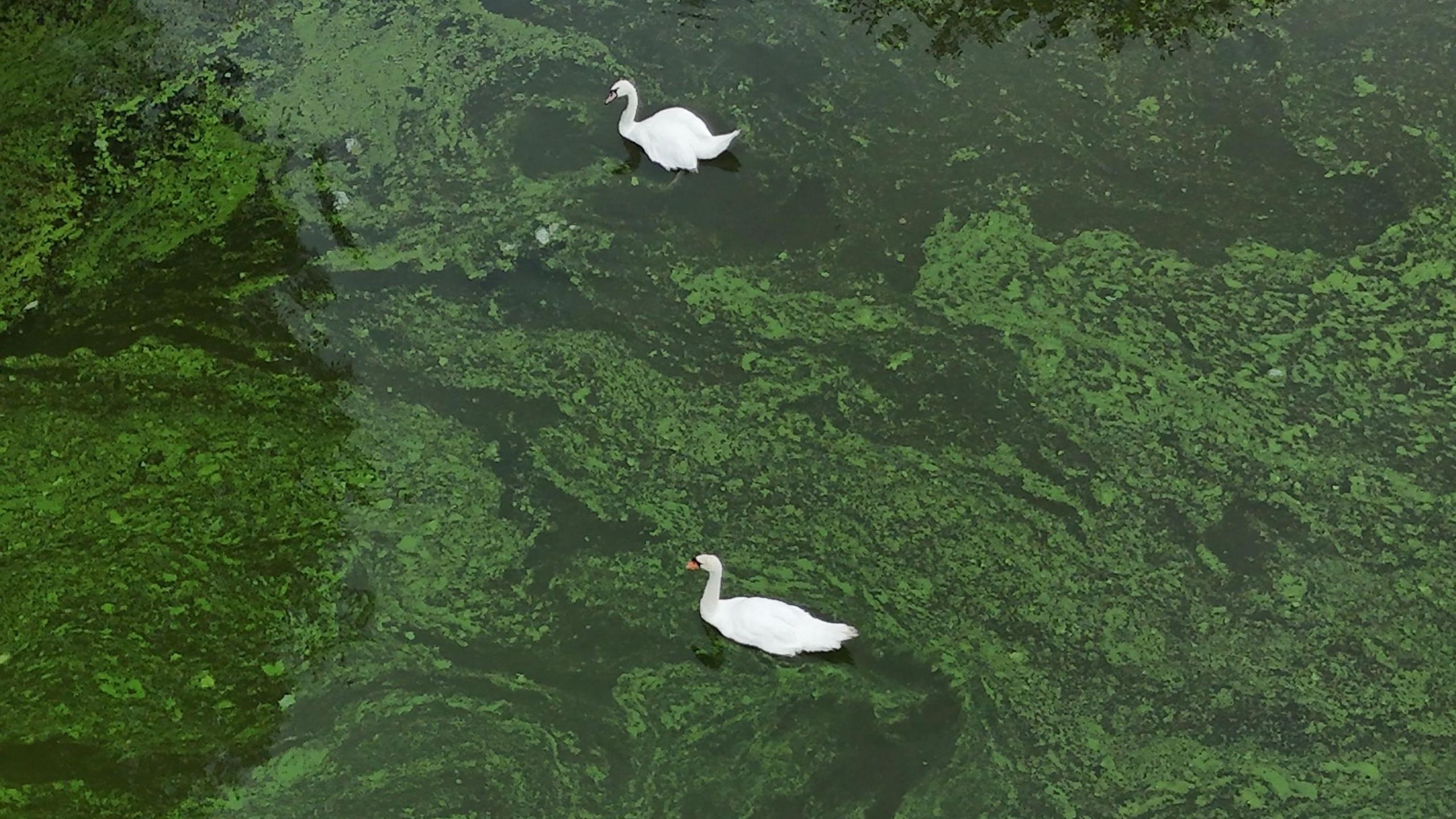 Two swans in a lake covered with blue green algae