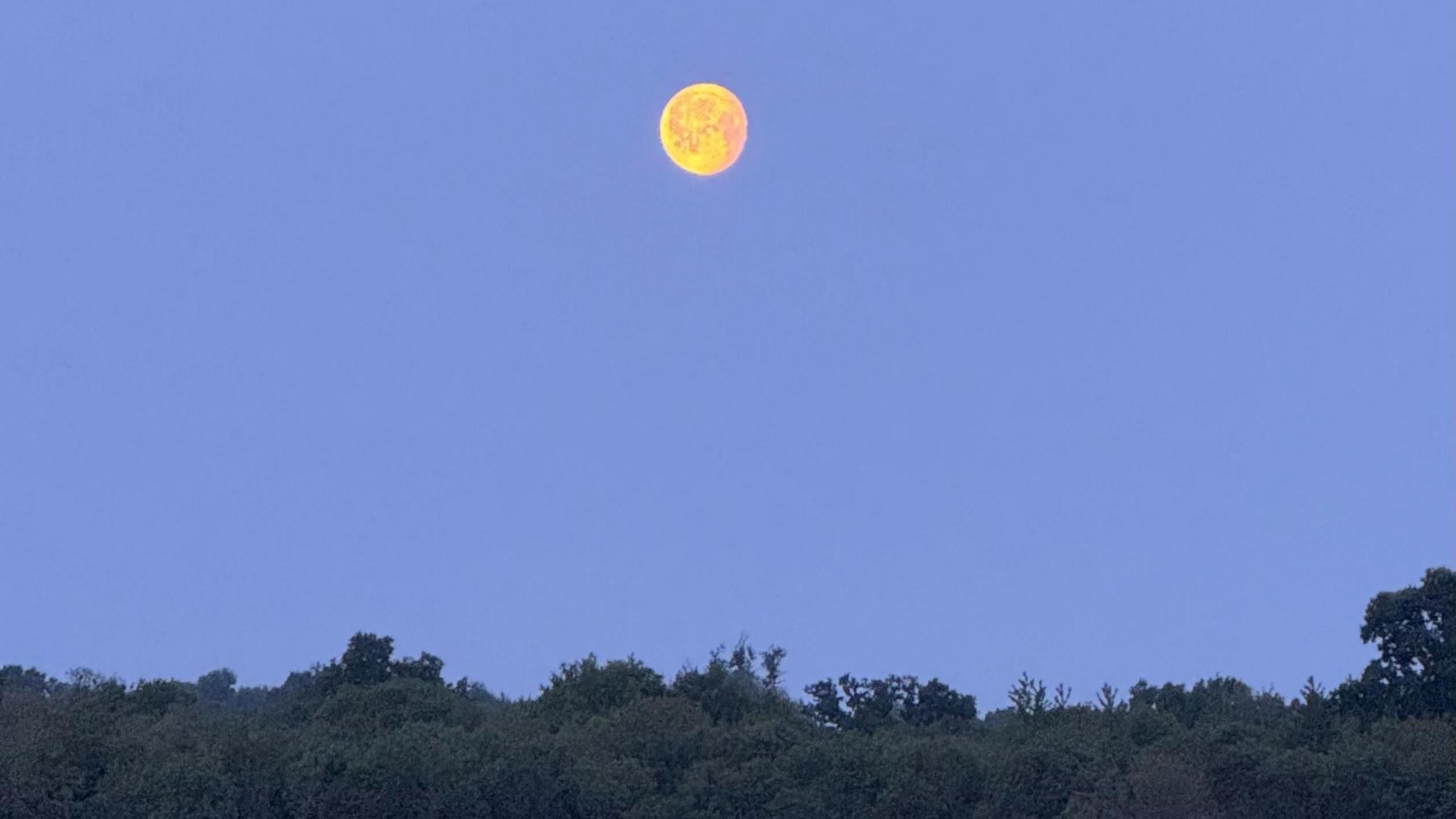 A dark blue, clear, evening sky with a nearly full moon, a bright yellow colour with a dark line of trees along the bottom of the picture.