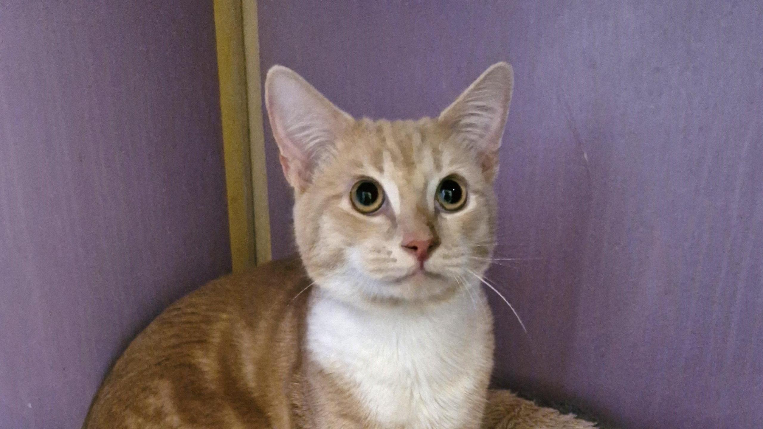 A close-up picture of a ginger/blonde cat against a purple backdrop. It is looking up just over the camera