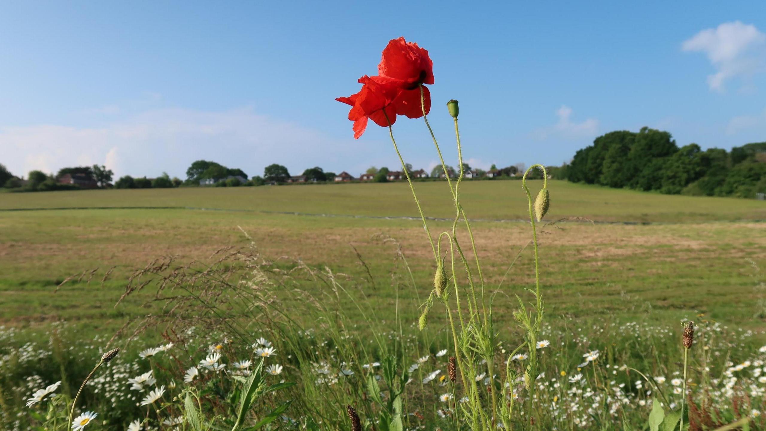 Green field with blue skies and light white cloud in the sky.  A lone poppy flower in focus in the foreground extending high into the sky