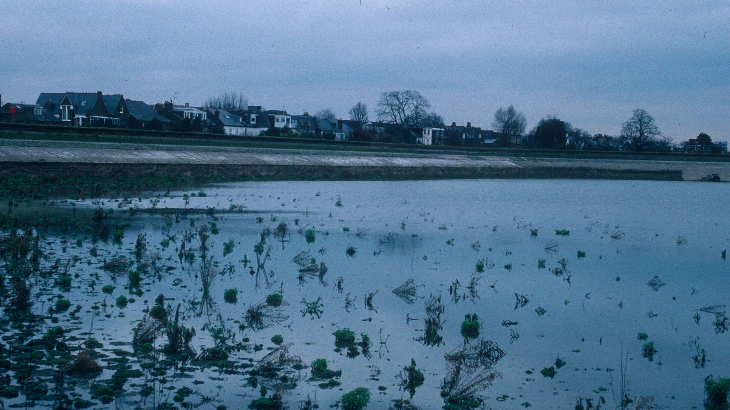 A reservoir with weeds in the foreground