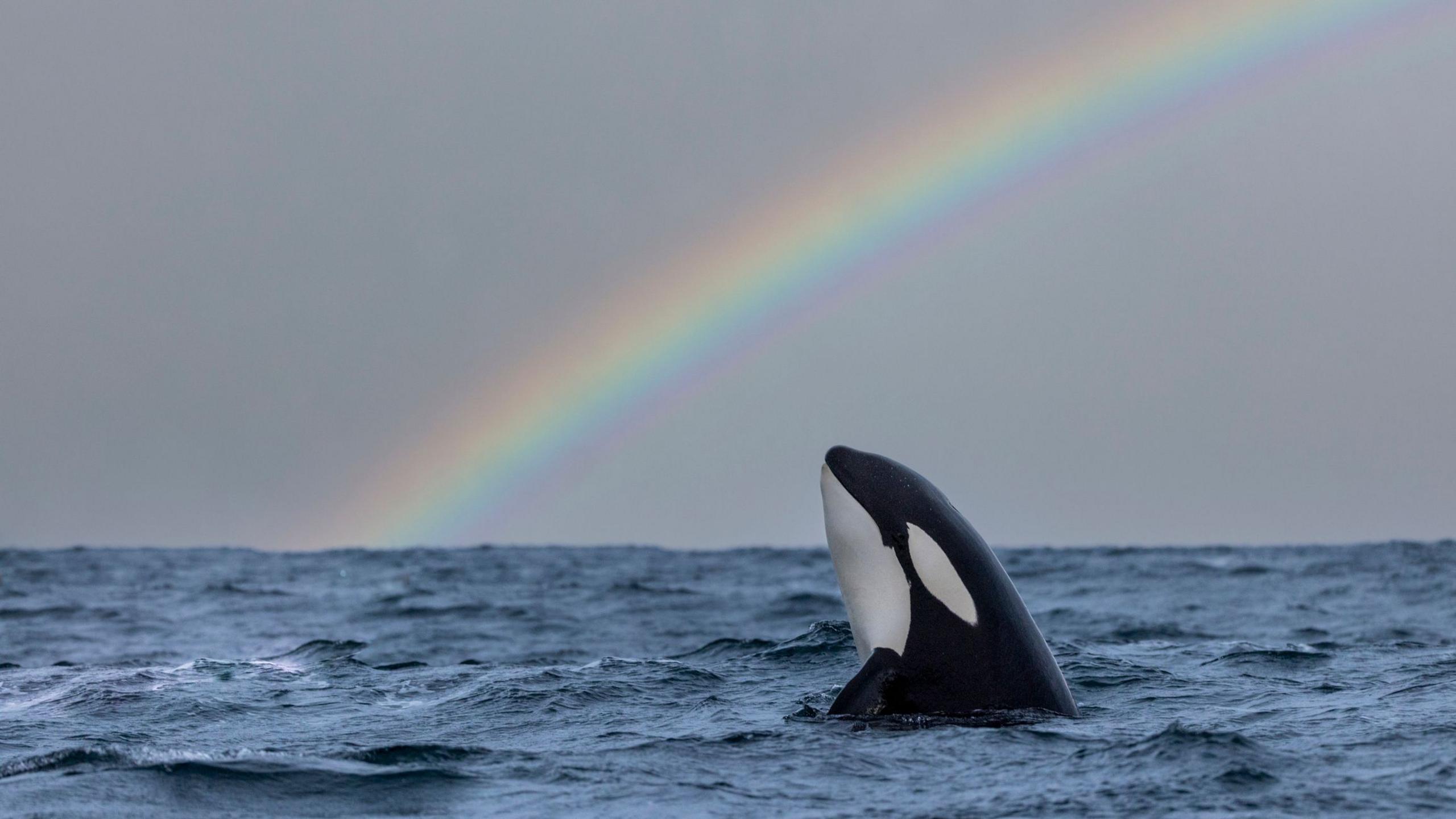 Killer whales with its head out of the sea with a rainbow in the background.