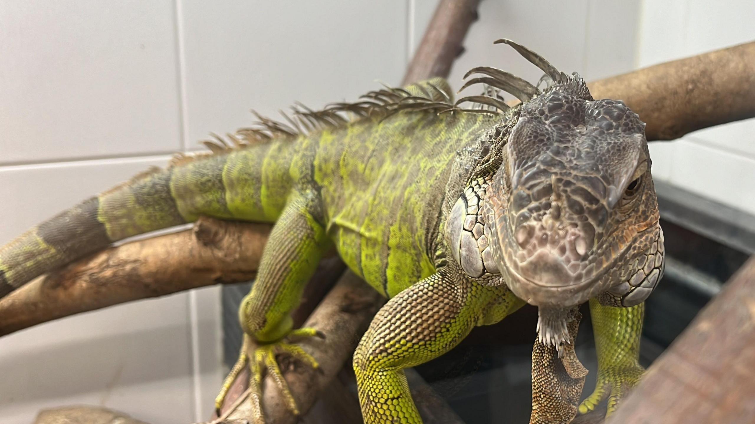 A green lizard with a crest which runs down its back