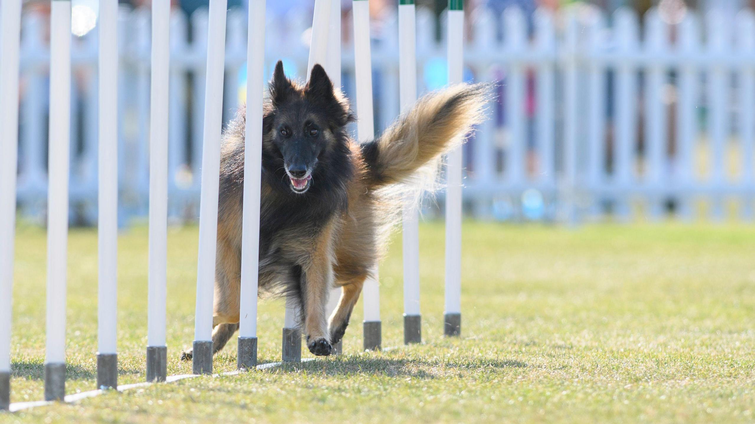 Dog running through gaps in poles in agility test