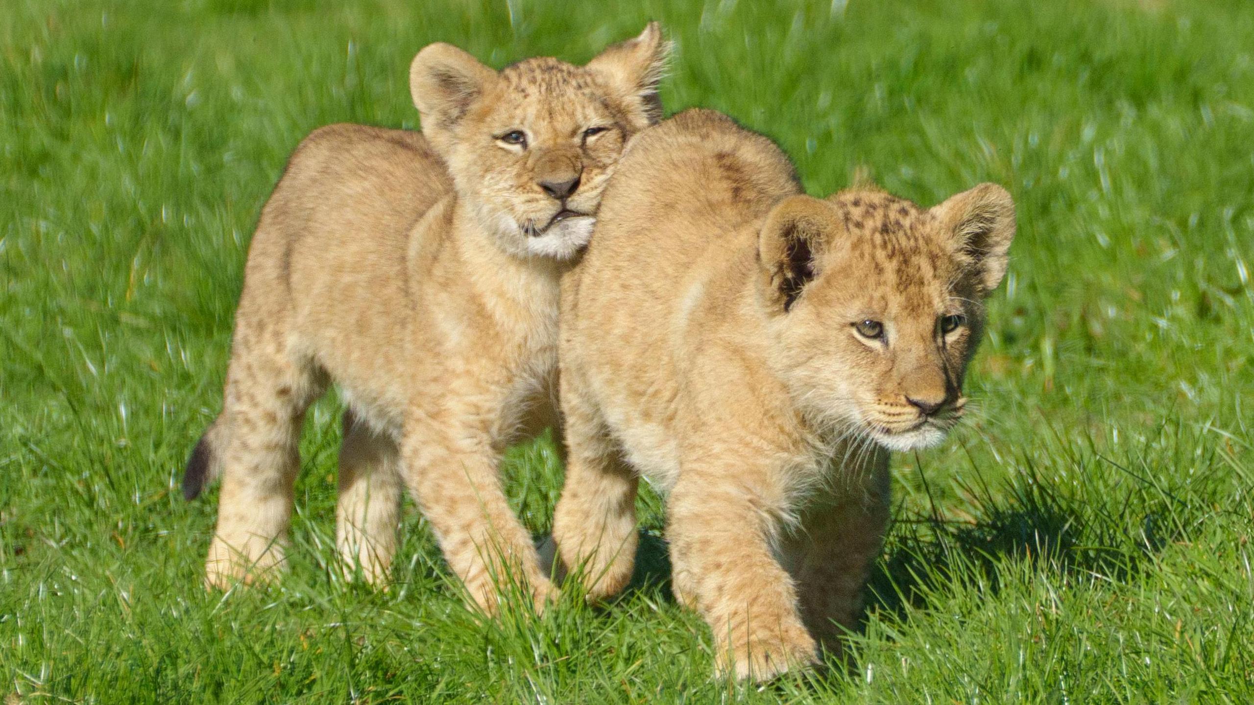 Lion Cubs Playing Wallpaper