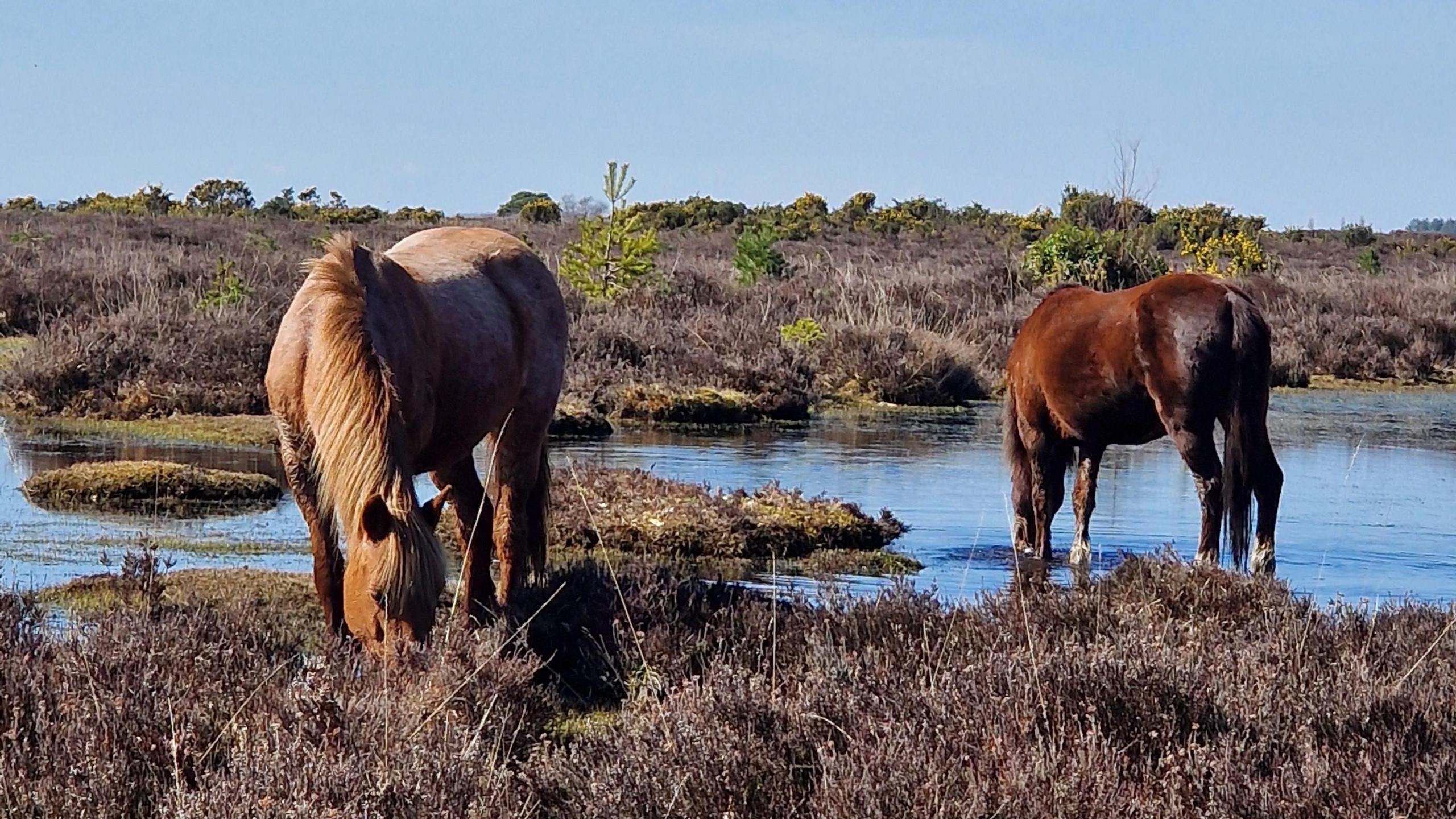 Two ponies are seen drinking water from a stream or flooded woodland. It is a clear sunny day as the animals stand among gorse in the New Forest.