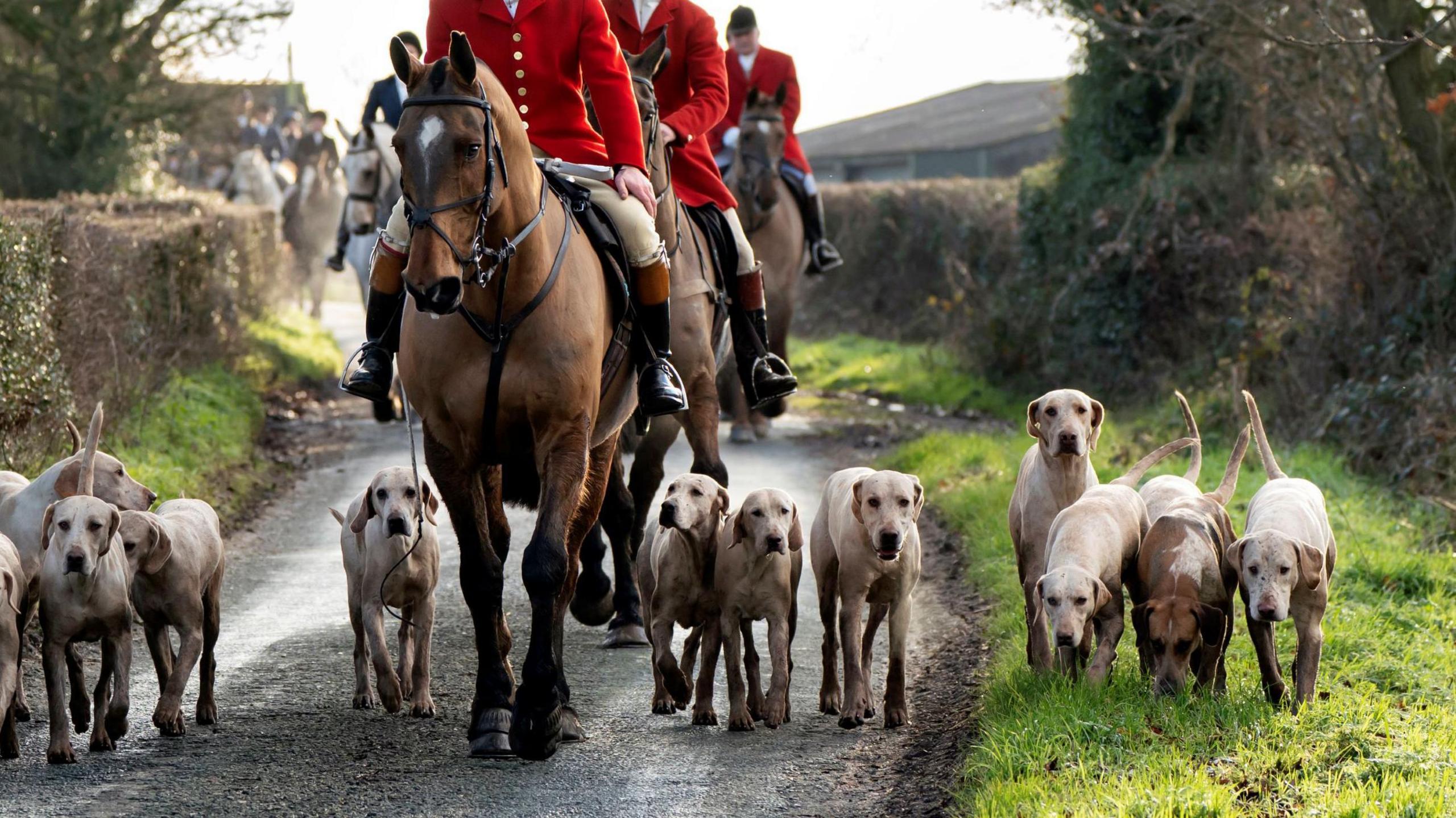 A hunt with riders wearing read coats on brown horses with a number of white dogs running alongside