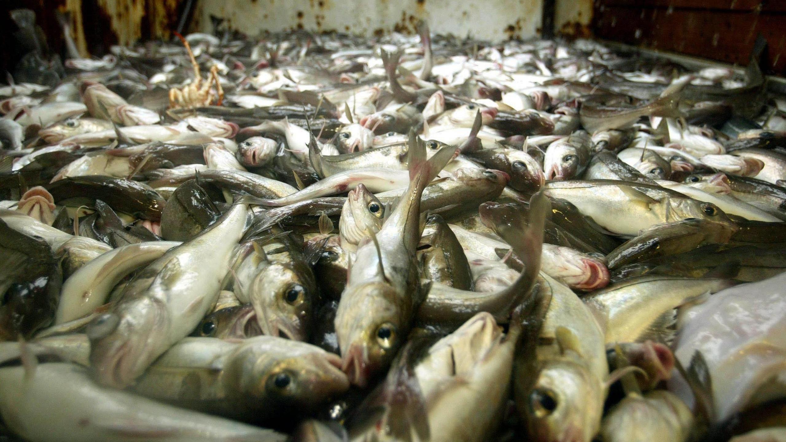 A container full of silver and white fish caught off the coast of Scotland.