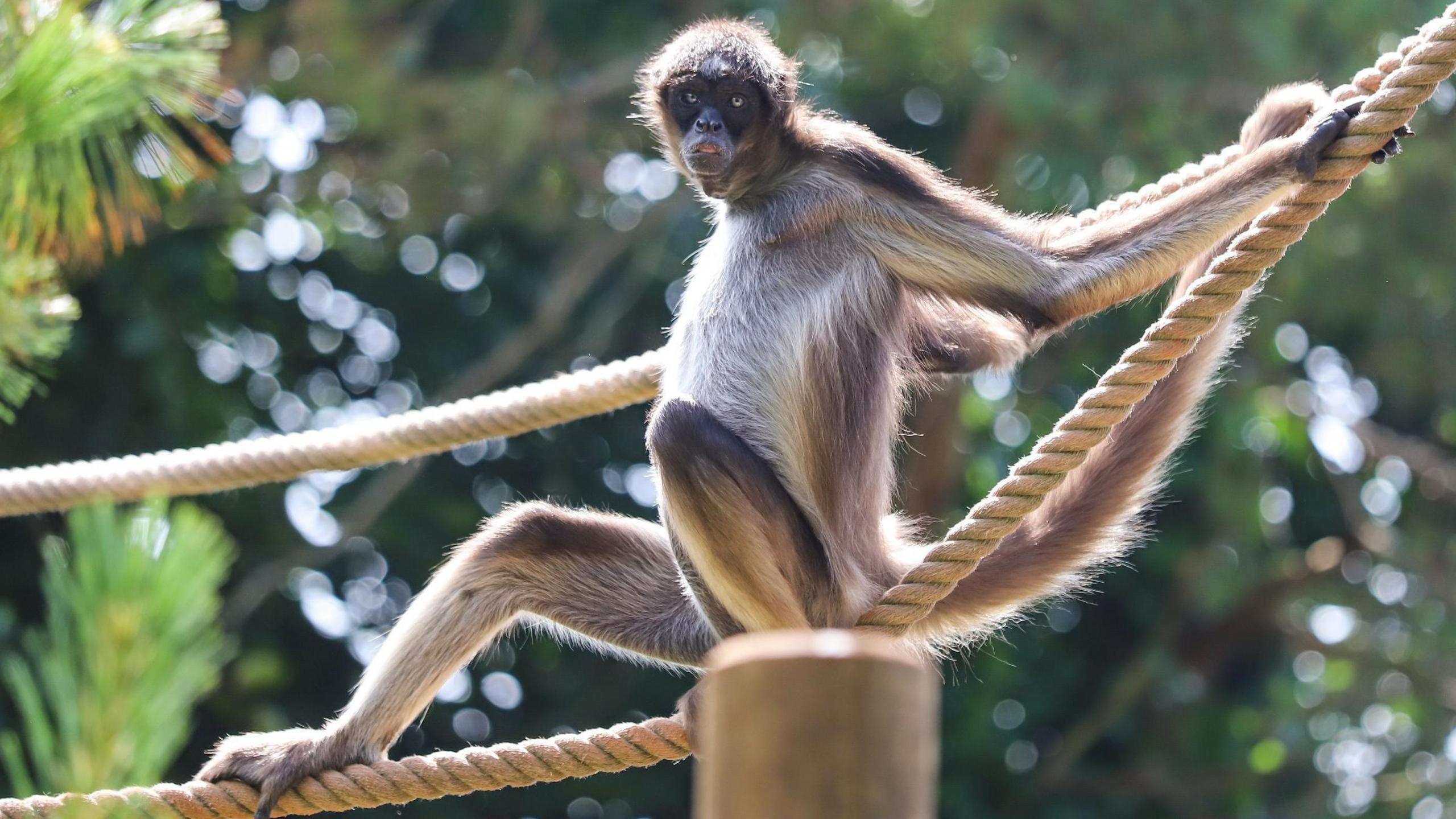 The brown spider monkey is sitting on a rope and has its' feet wrapped around the rope. There is a second rope running parallel above it which the monkey is holding with its hands and its long tail is wrapped around the top rope. The monkey is looking at the camera and it has silver-coloured eyes and a brown face. It is pushing its chest out and its arms are stretched out behind it. It has a white furry front and its back and tail are brown.