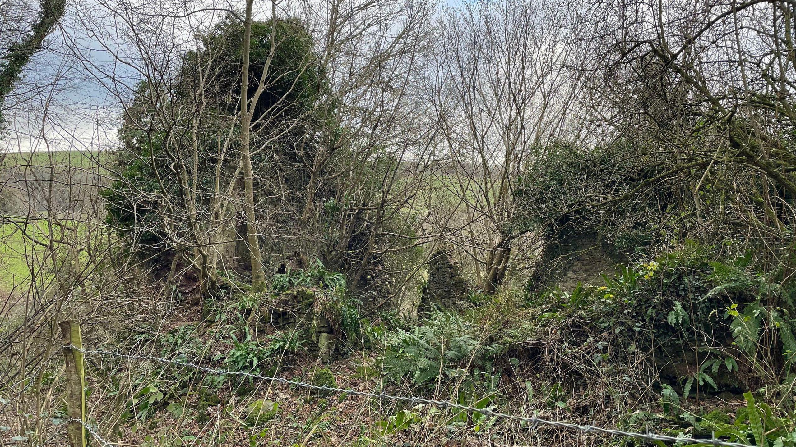 The ruins of the entire Thorn Farm house cover in trees and bushes