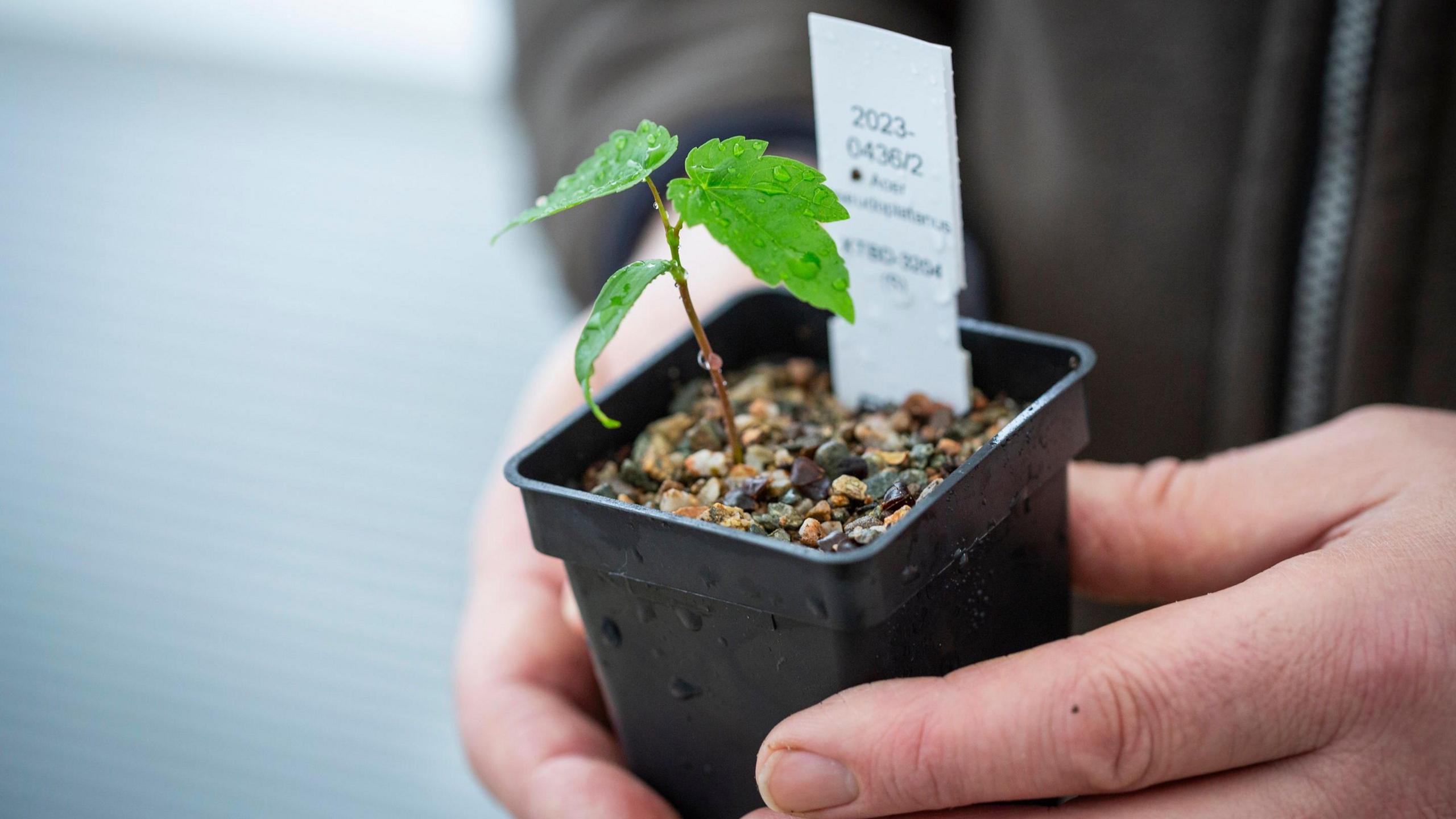 A close-up of a small sapling being grown in a black pot with soil and small stones being held by a person.
