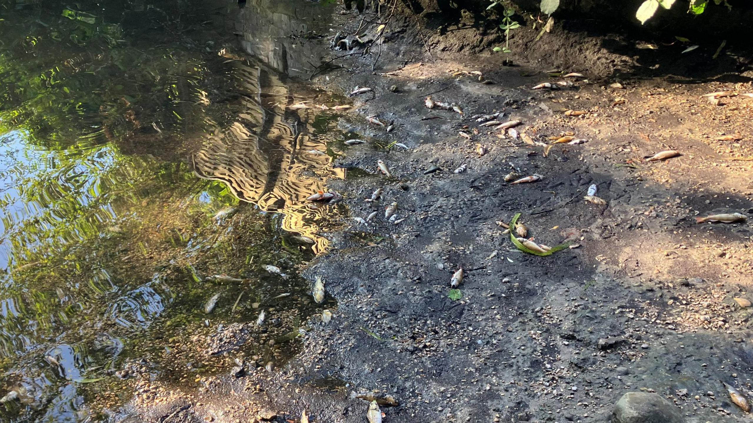 A lot of small fish dotted around the soil of a riverbank. The water is to the left.