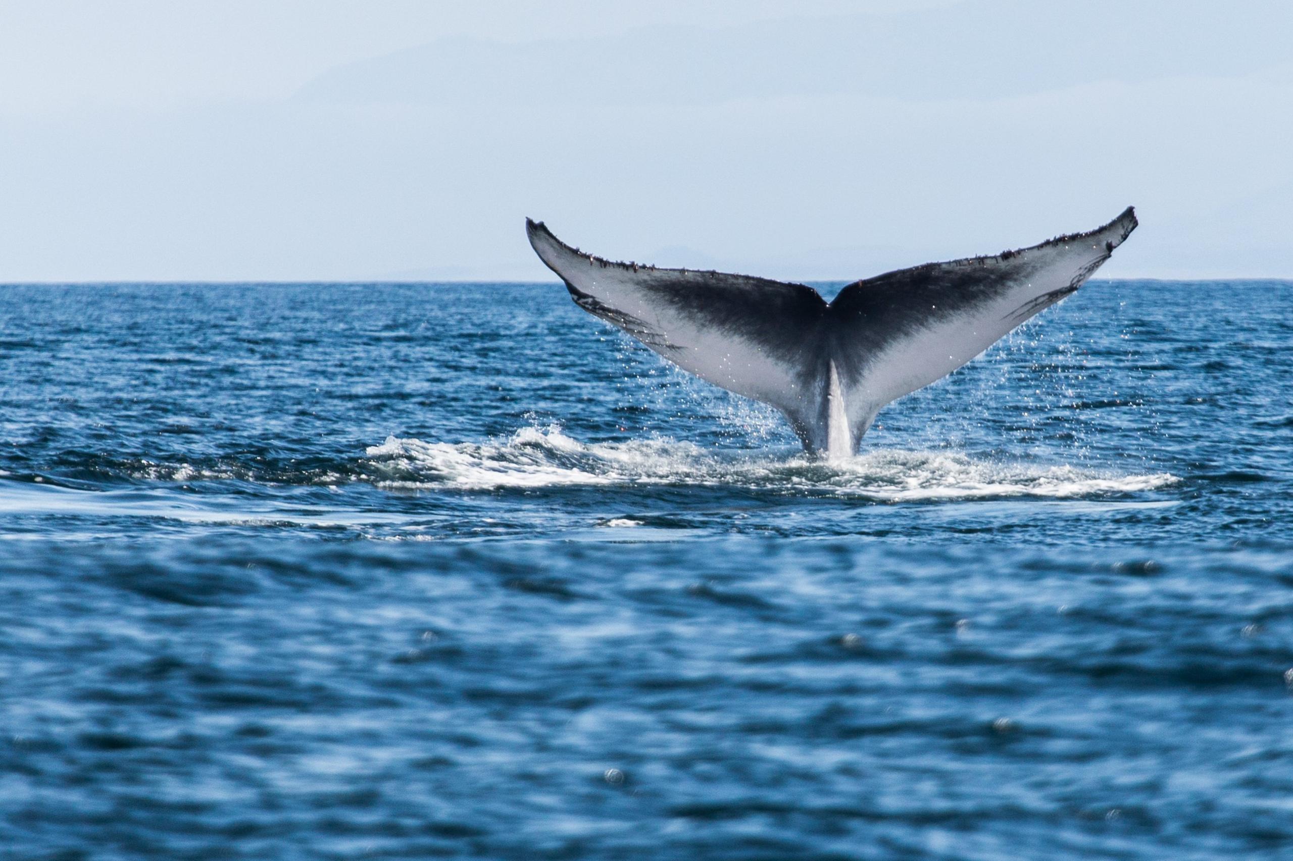 blue-whale-fin