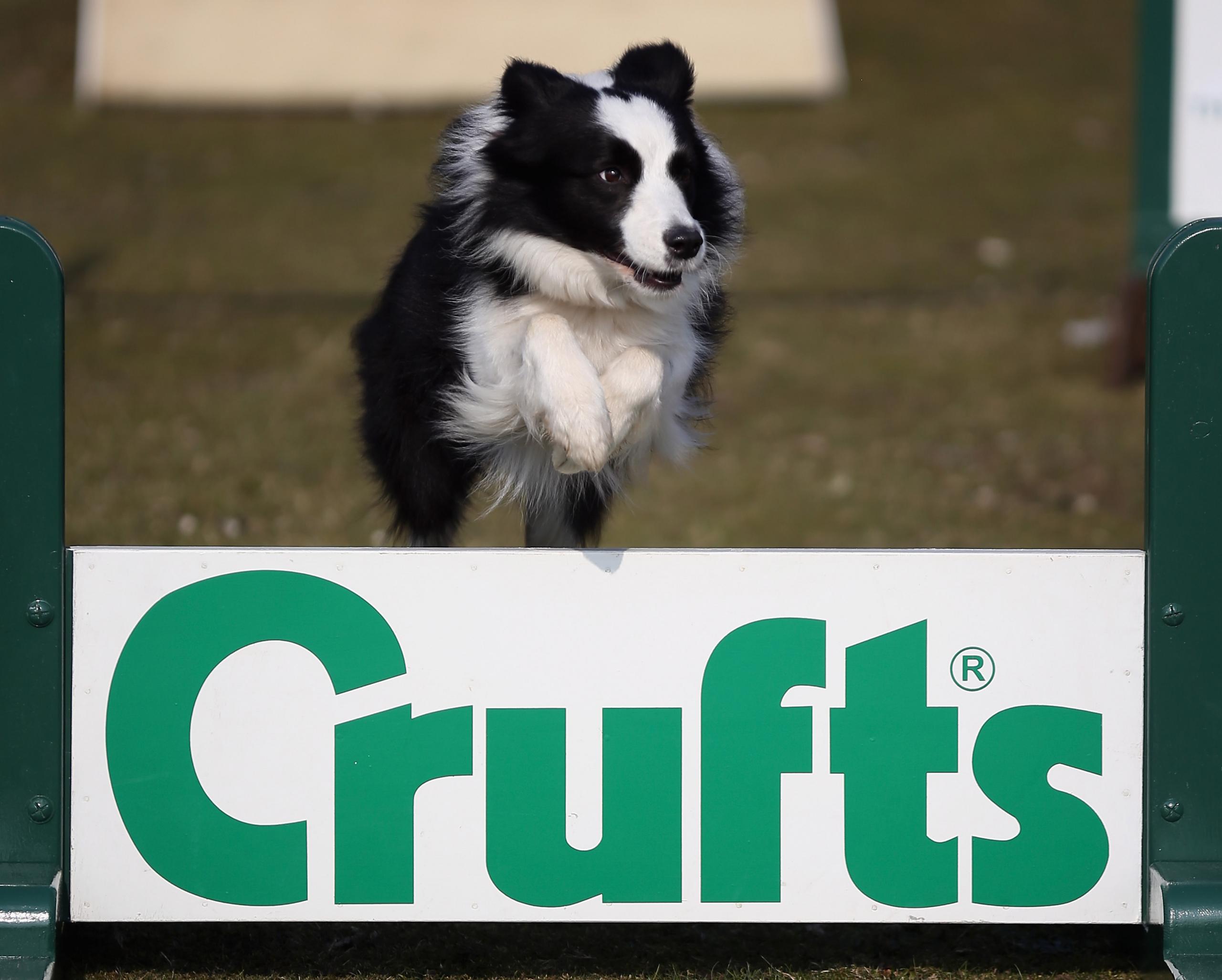 Dog jumping over a hurdle that says 'Crufts' on it