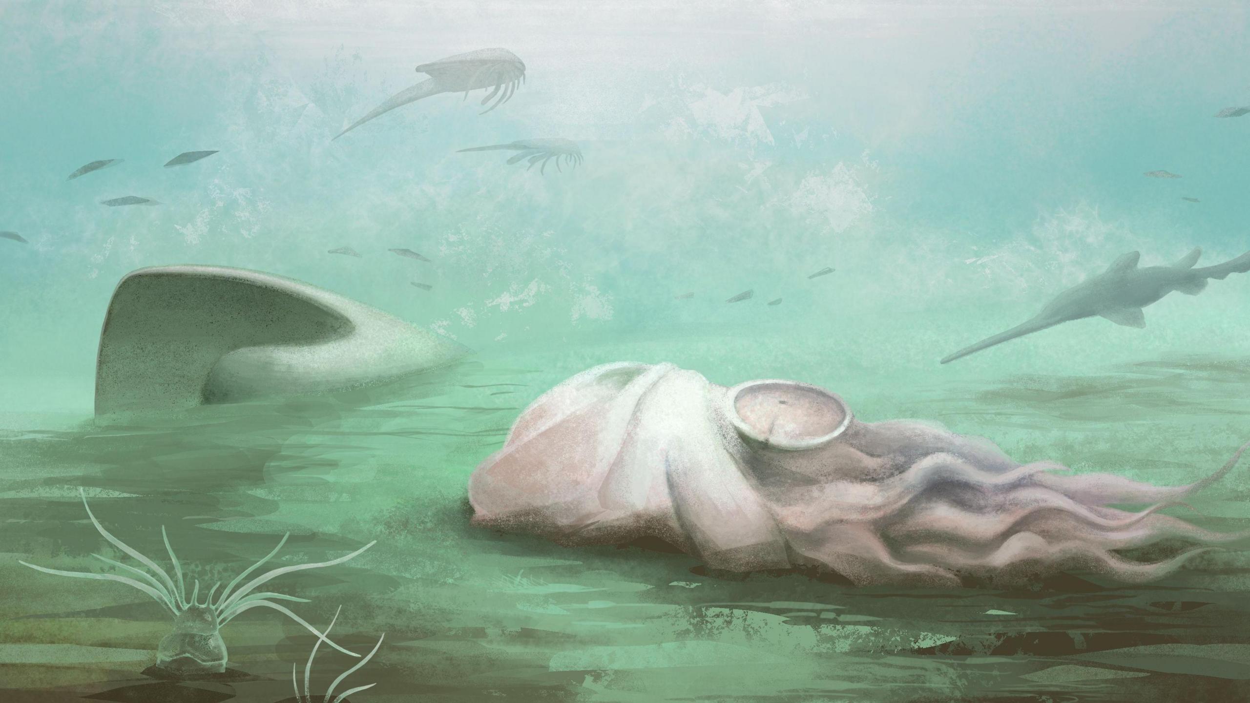 Artists impression of what the animal would have looked like shows the light coloured animal on the seabed with tentacles trailing behind it and a small shell in the centre of its mass.