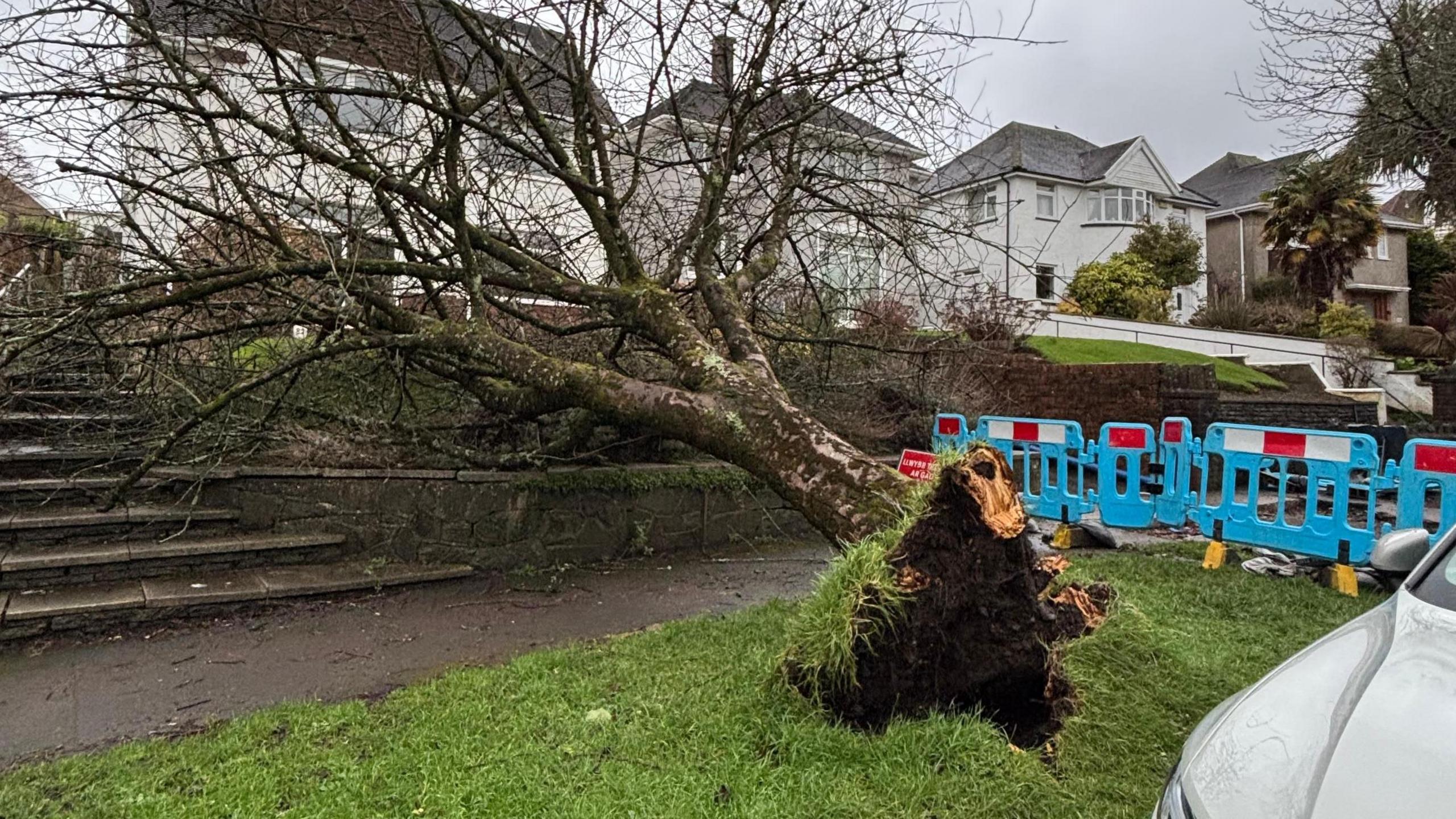 Coeden wedi disgyn yn Abertawe