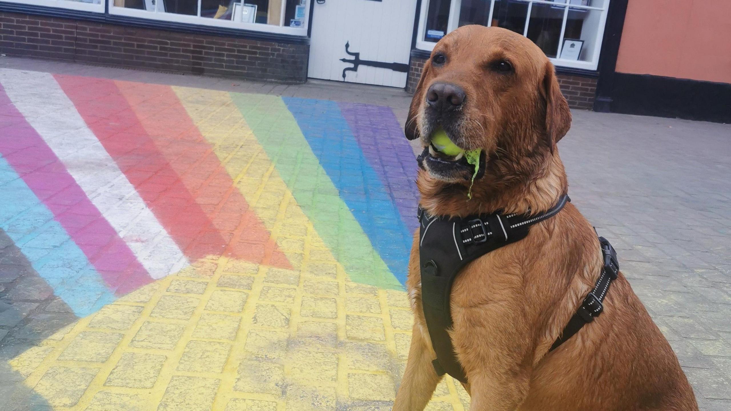 Benson the Fox red Labrador looks off to the left of the photo. He is holding a tennis ball in his mouth and is sat on a pride flag painted onto the floor.