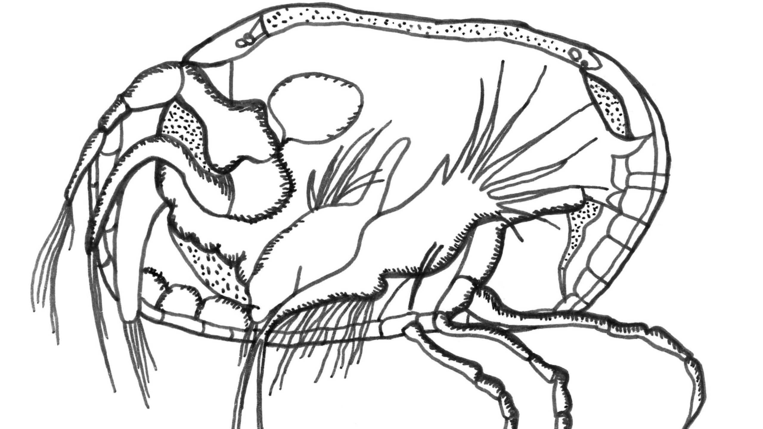 Illustration of ostracod