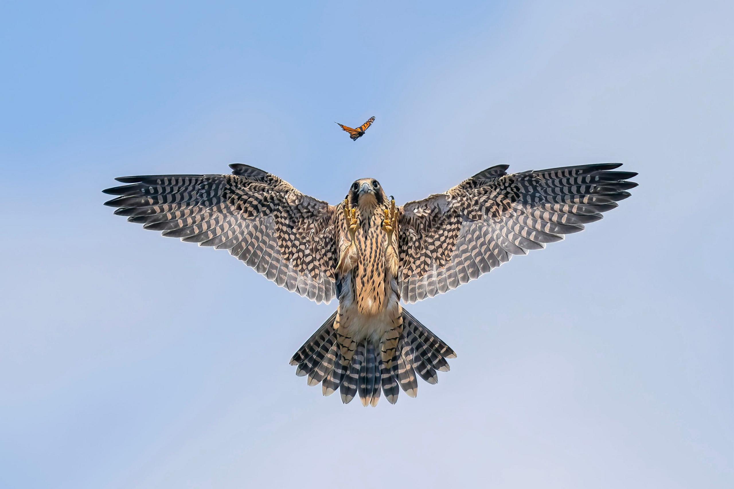 young falcon hunting a butterfly