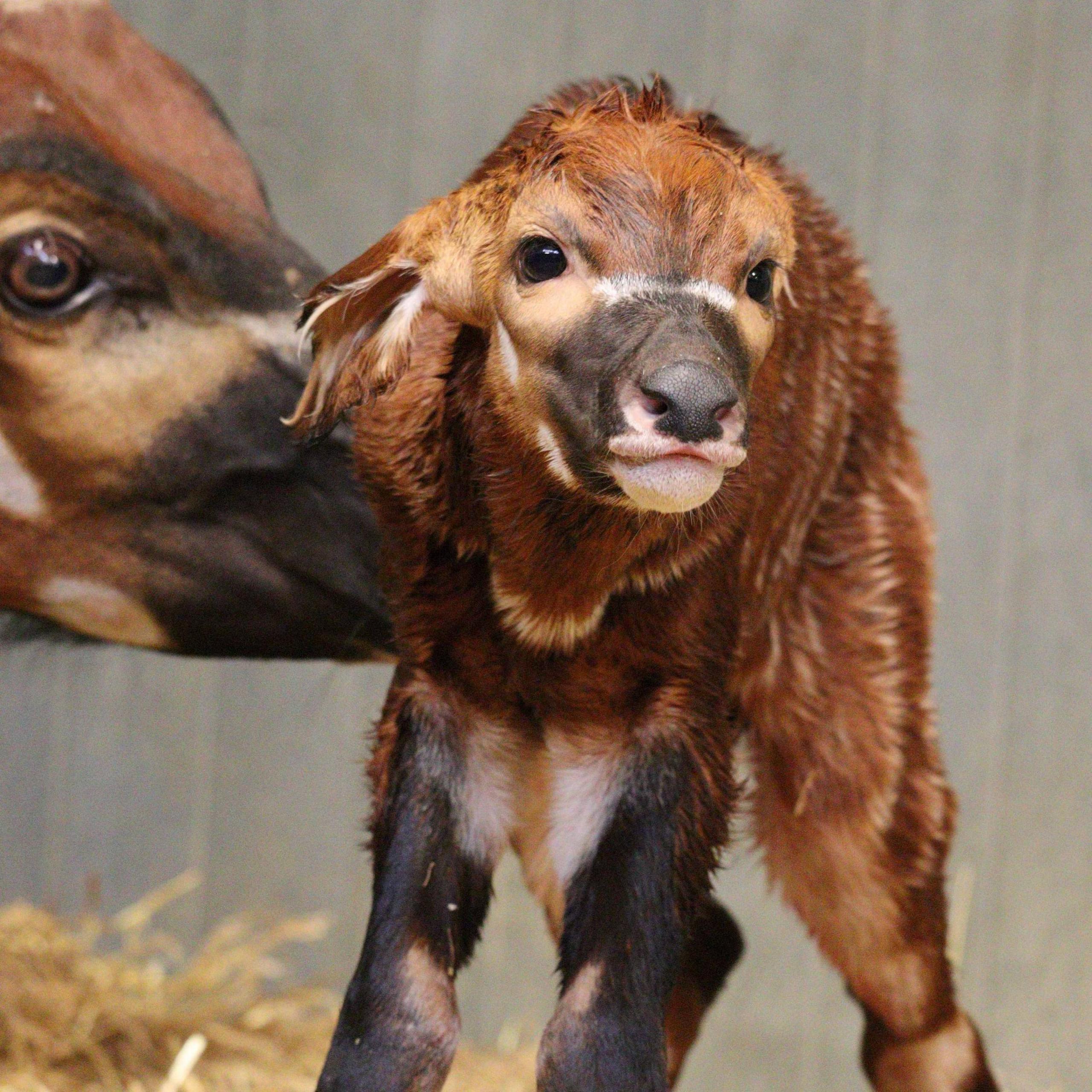 bongo calf with mother