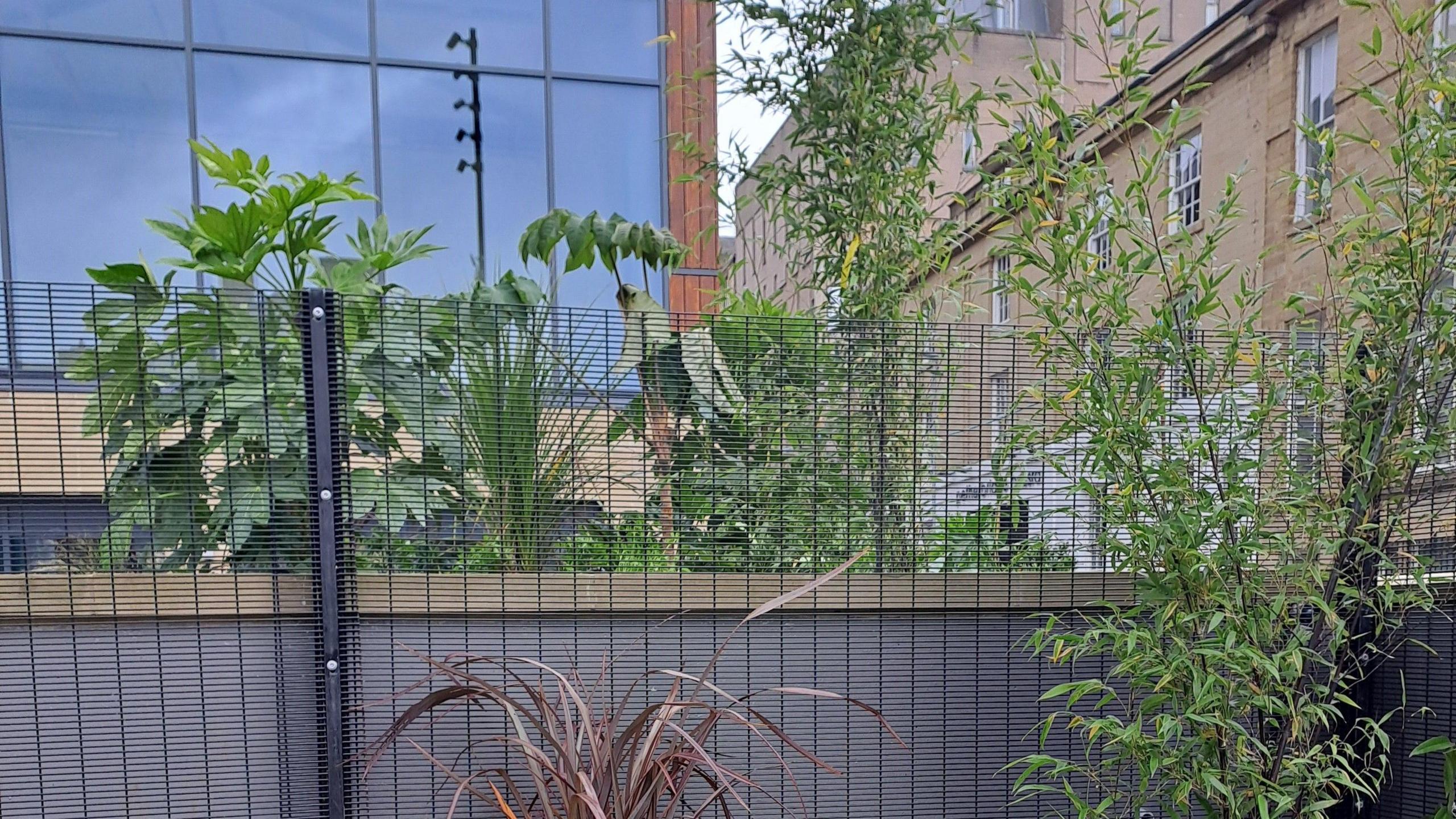 Darley Street Market garden